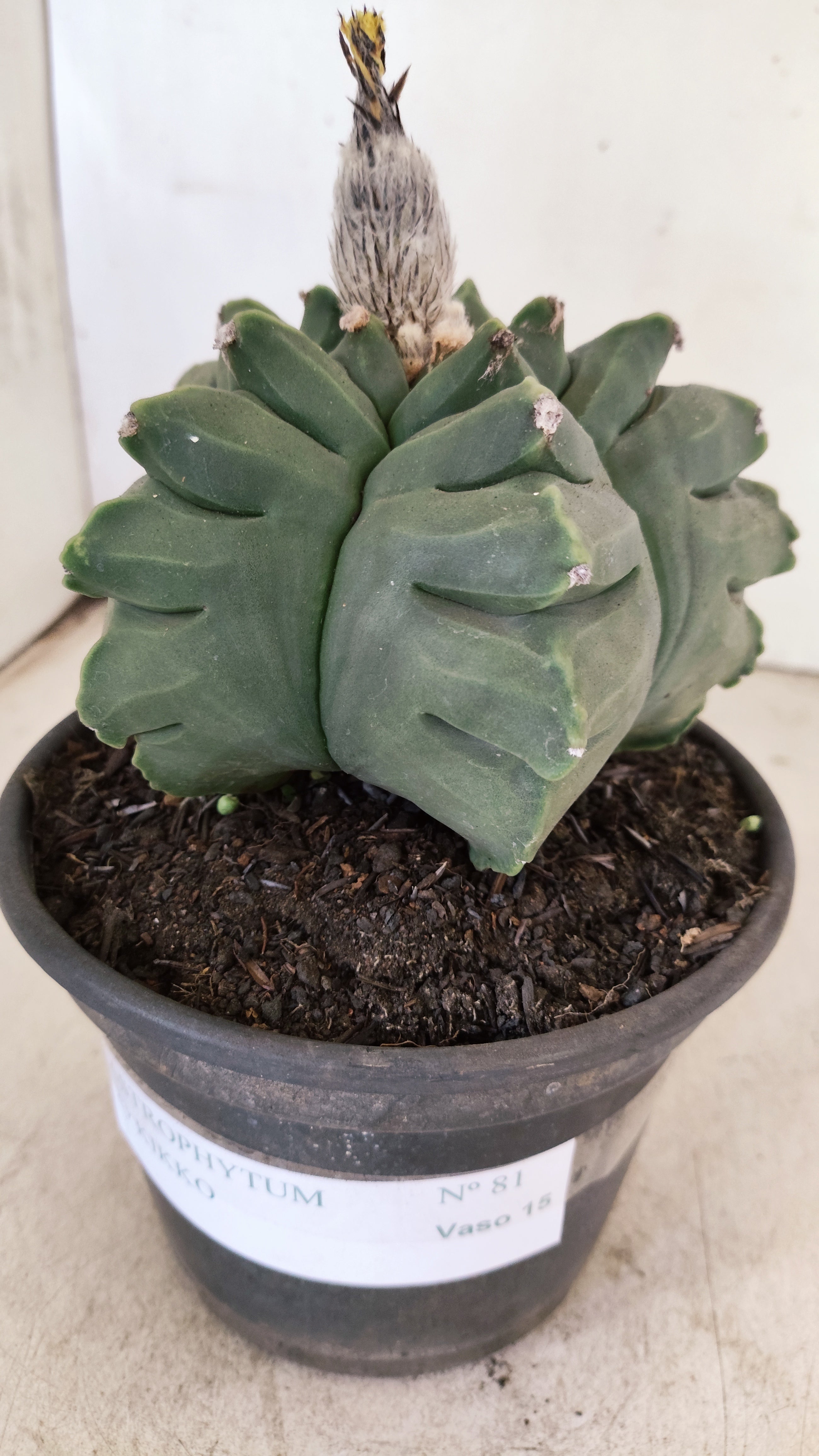 MATRIZ ASTROPHYTUM cv KIKKO - FUKURYU Nº 81 – vaso 15