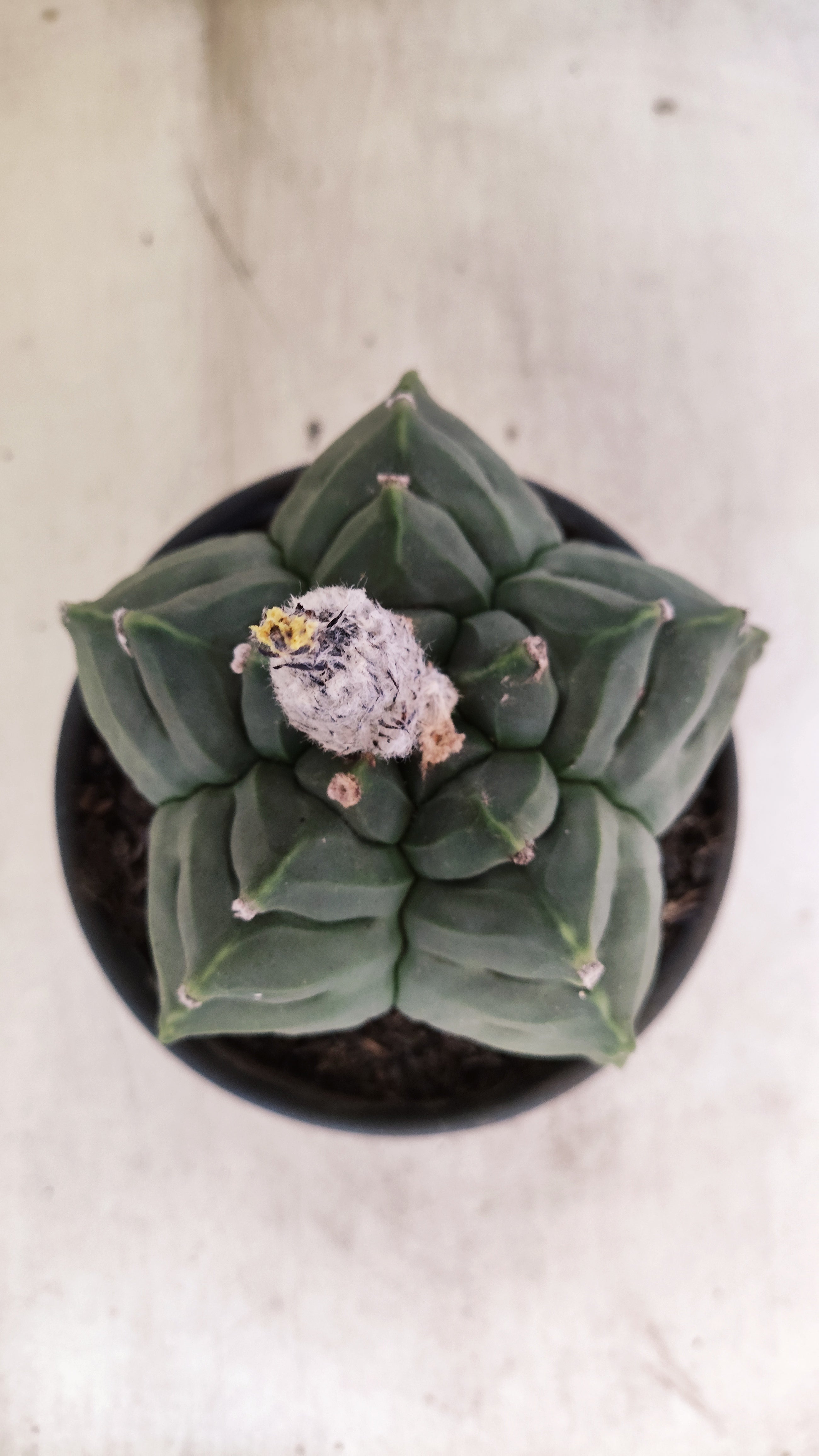 MATRIZ ASTROPHYTUM cv KIKKO - FUKURYU Nº 81 – vaso 15