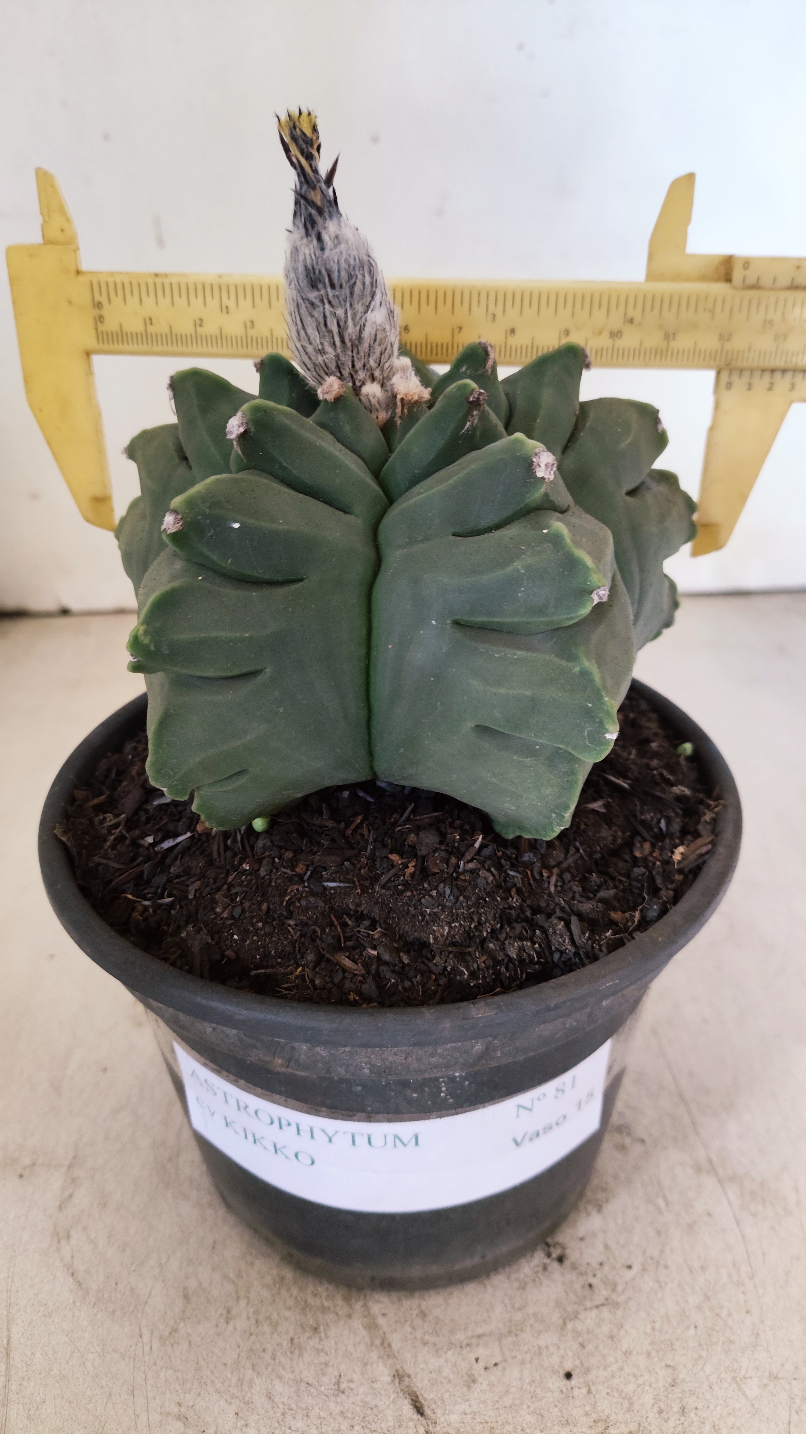 MATRIZ ASTROPHYTUM cv KIKKO - FUKURYU Nº 81 – vaso 15
