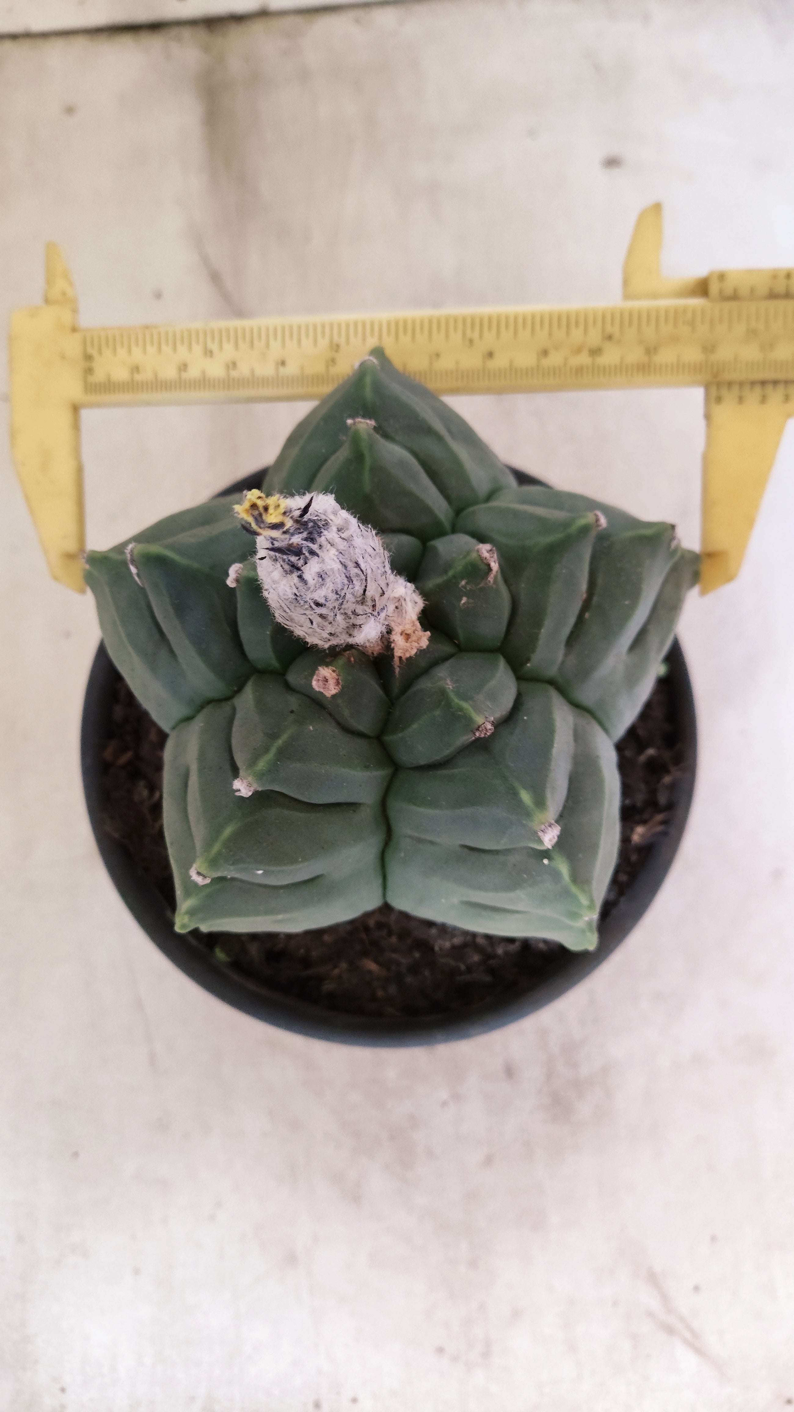 MATRIZ ASTROPHYTUM cv KIKKO - FUKURYU Nº 81 – vaso 15