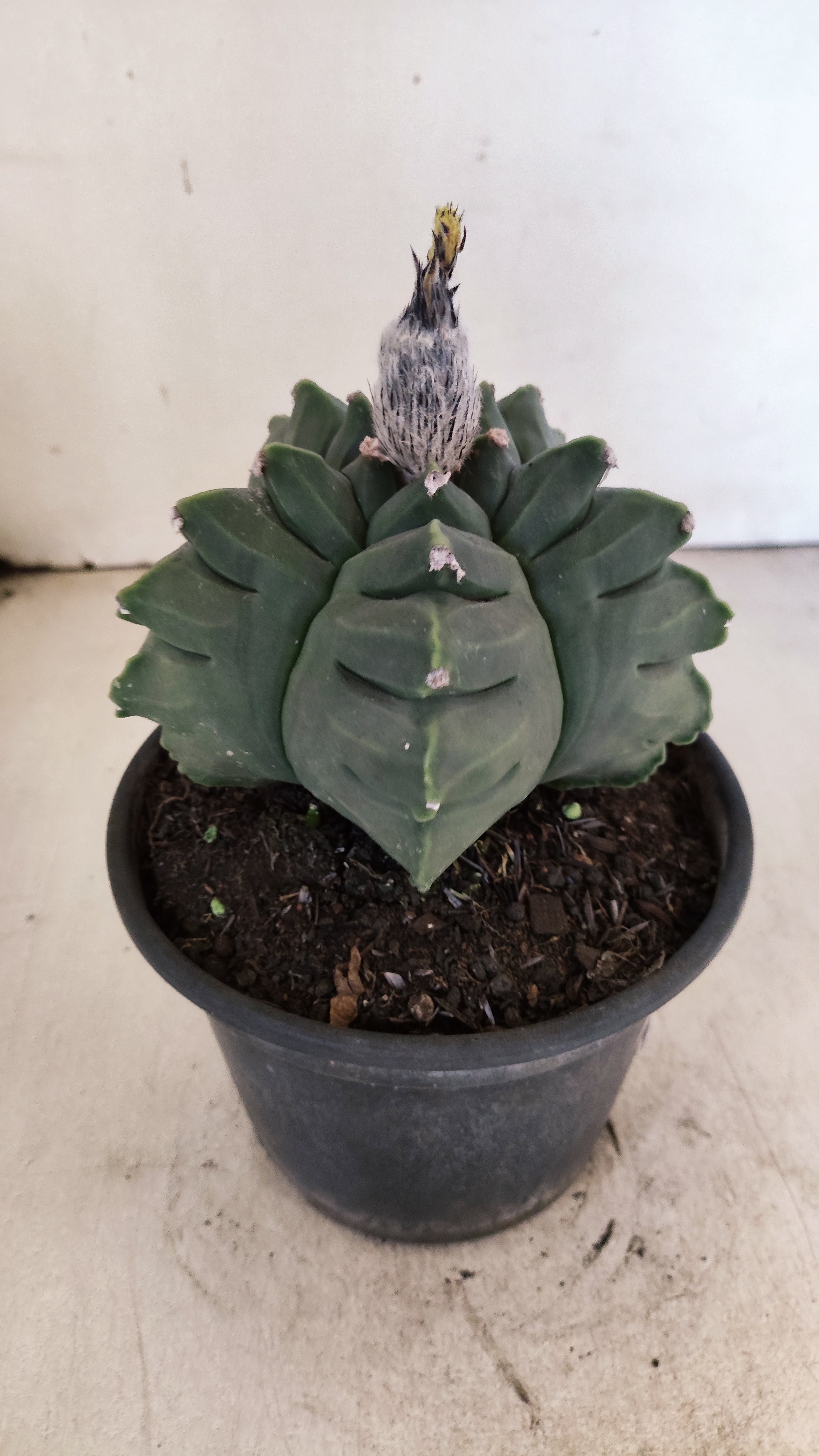 MATRIZ ASTROPHYTUM cv KIKKO - FUKURYU Nº 81 – vaso 15