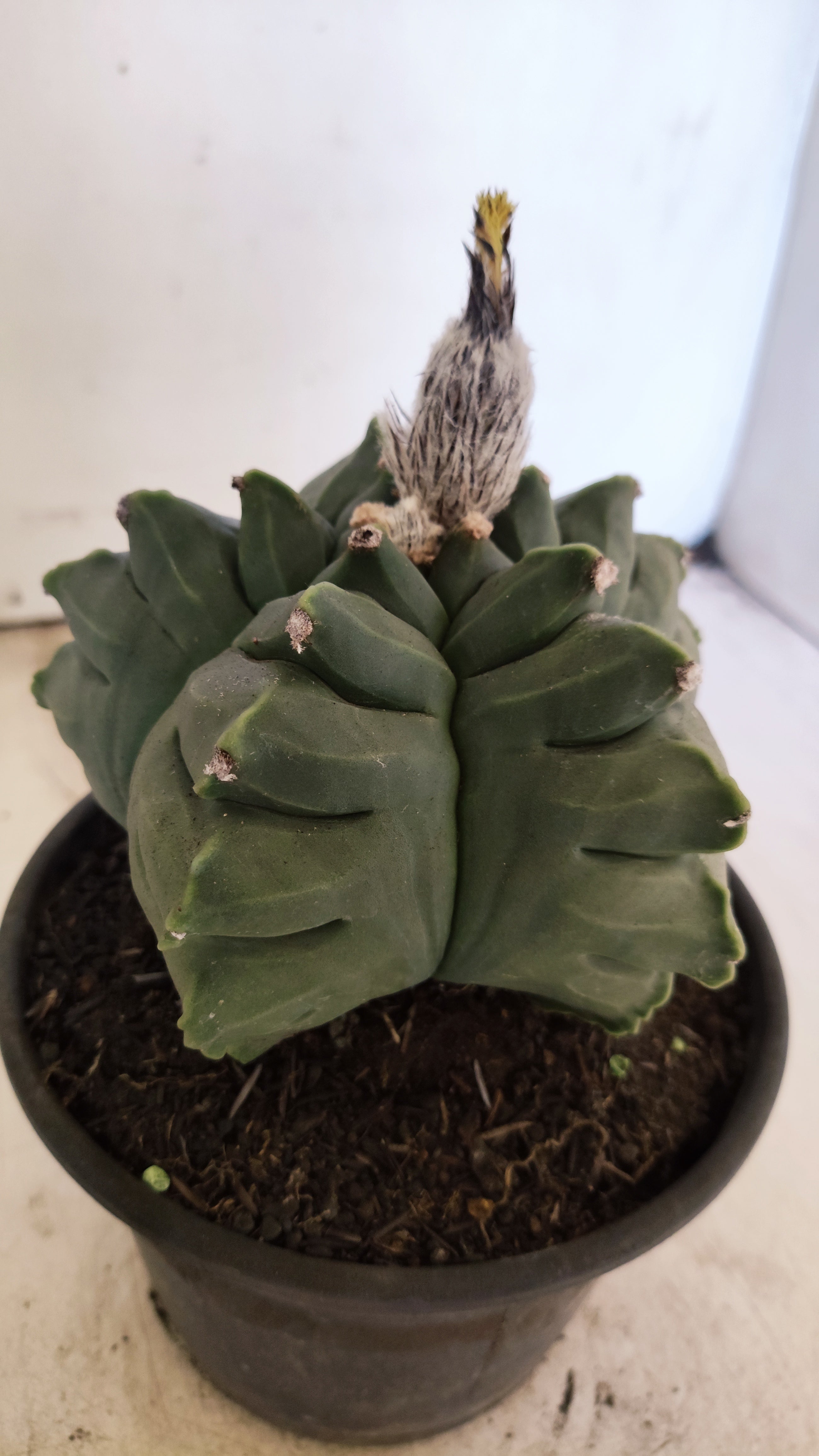 MATRIZ ASTROPHYTUM cv KIKKO - FUKURYU Nº 81 – vaso 15