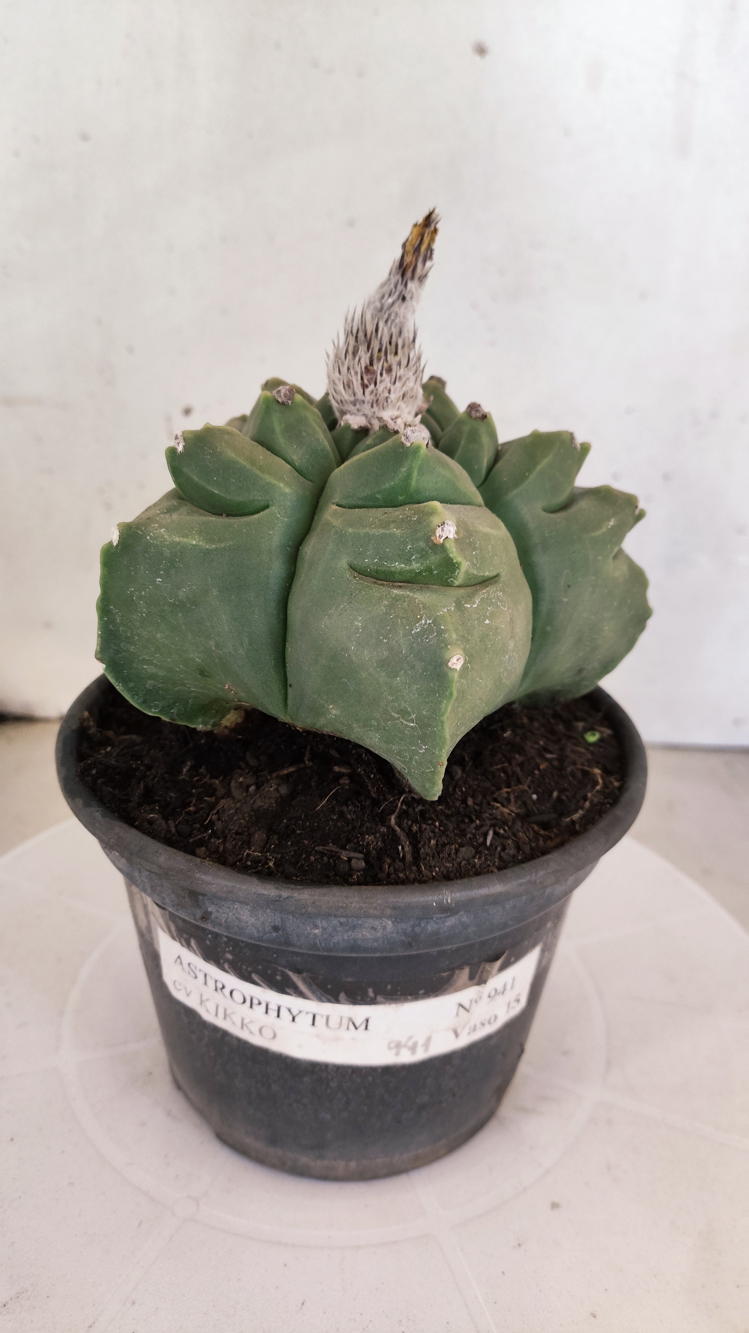 MATRIZ ASTROPHYTUM cv KIKKO  Nº 941 – vaso 15