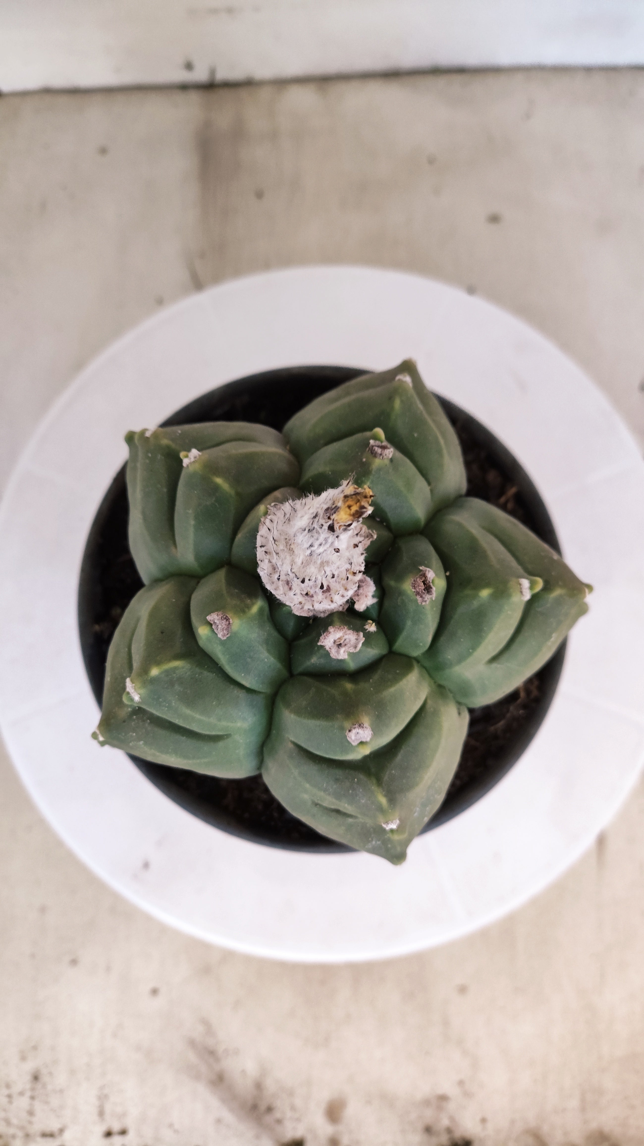 MATRIZ ASTROPHYTUM cv KIKKO  Nº 941 – vaso 15