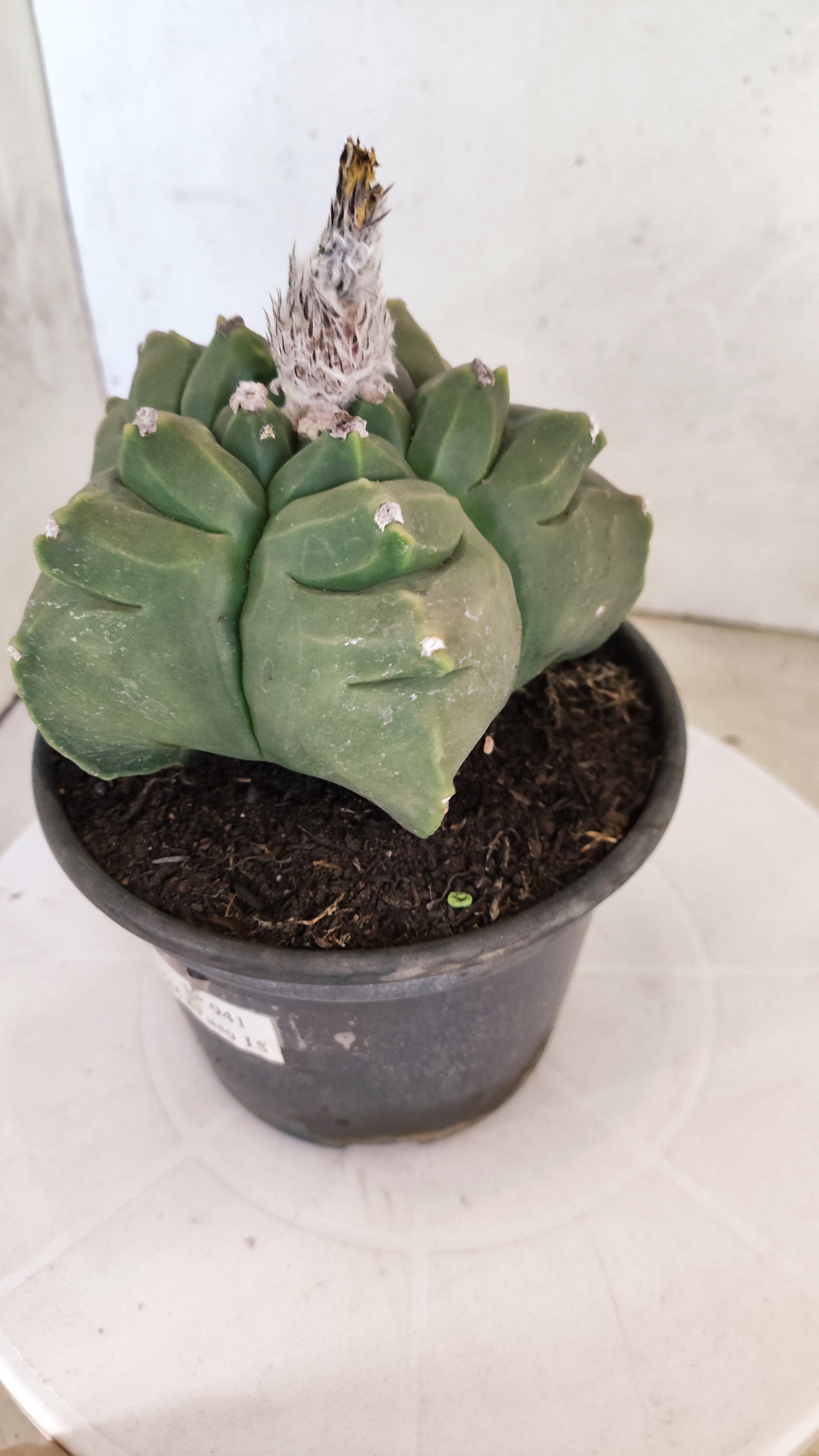 MATRIZ ASTROPHYTUM cv KIKKO  Nº 941 – vaso 15