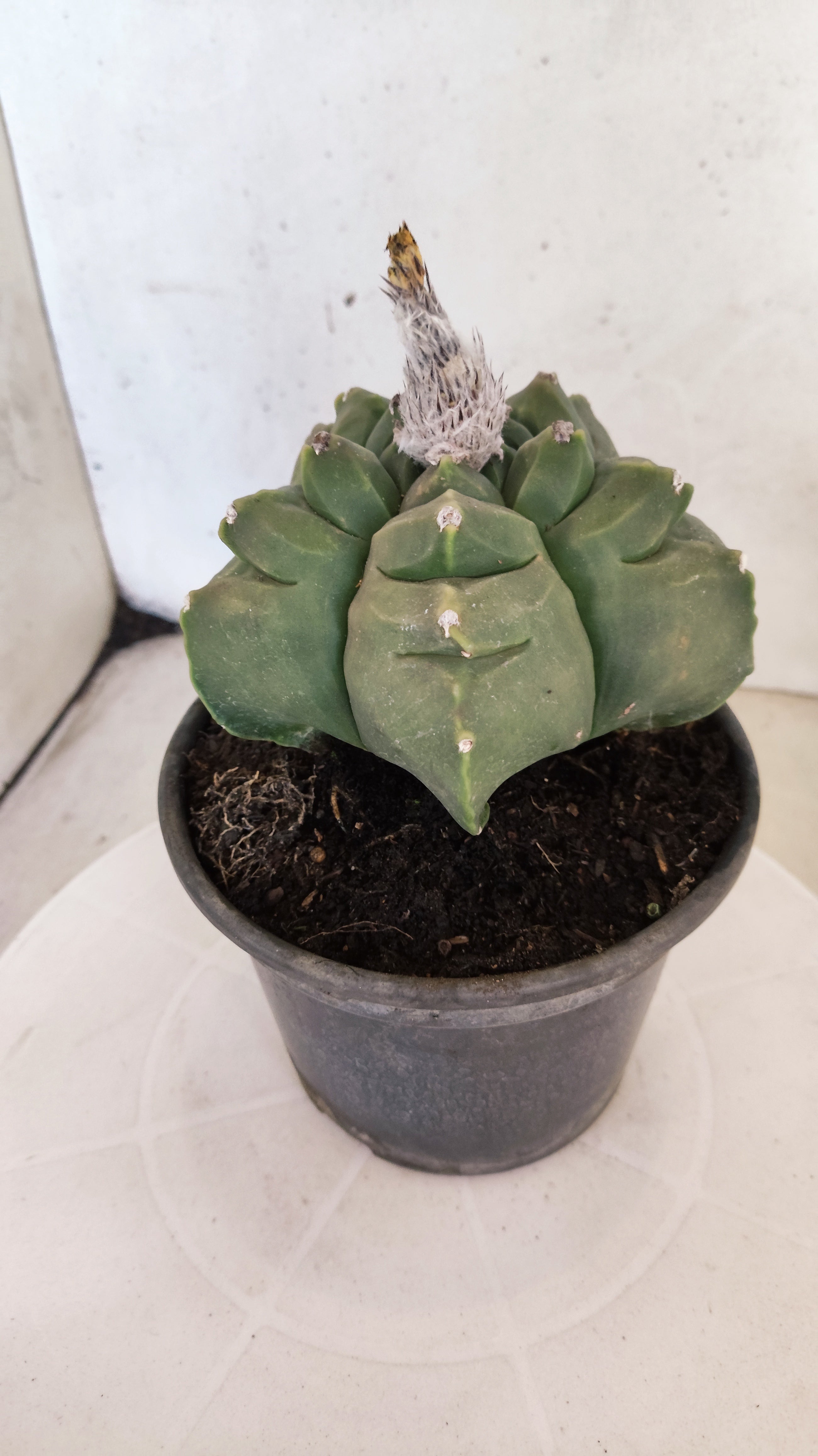 MATRIZ ASTROPHYTUM cv KIKKO  Nº 941 – vaso 15