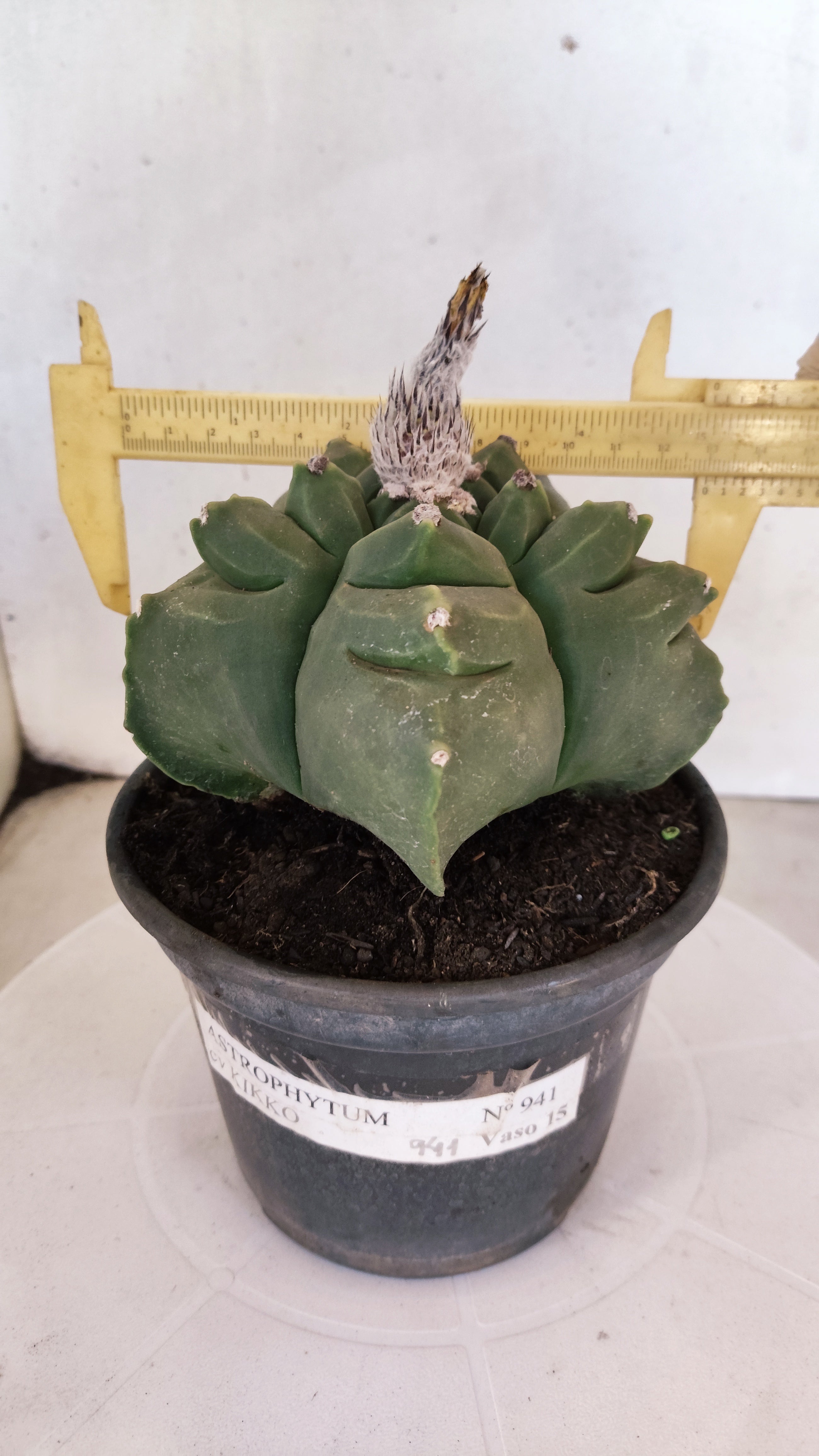 MATRIZ ASTROPHYTUM cv KIKKO  Nº 941 – vaso 15