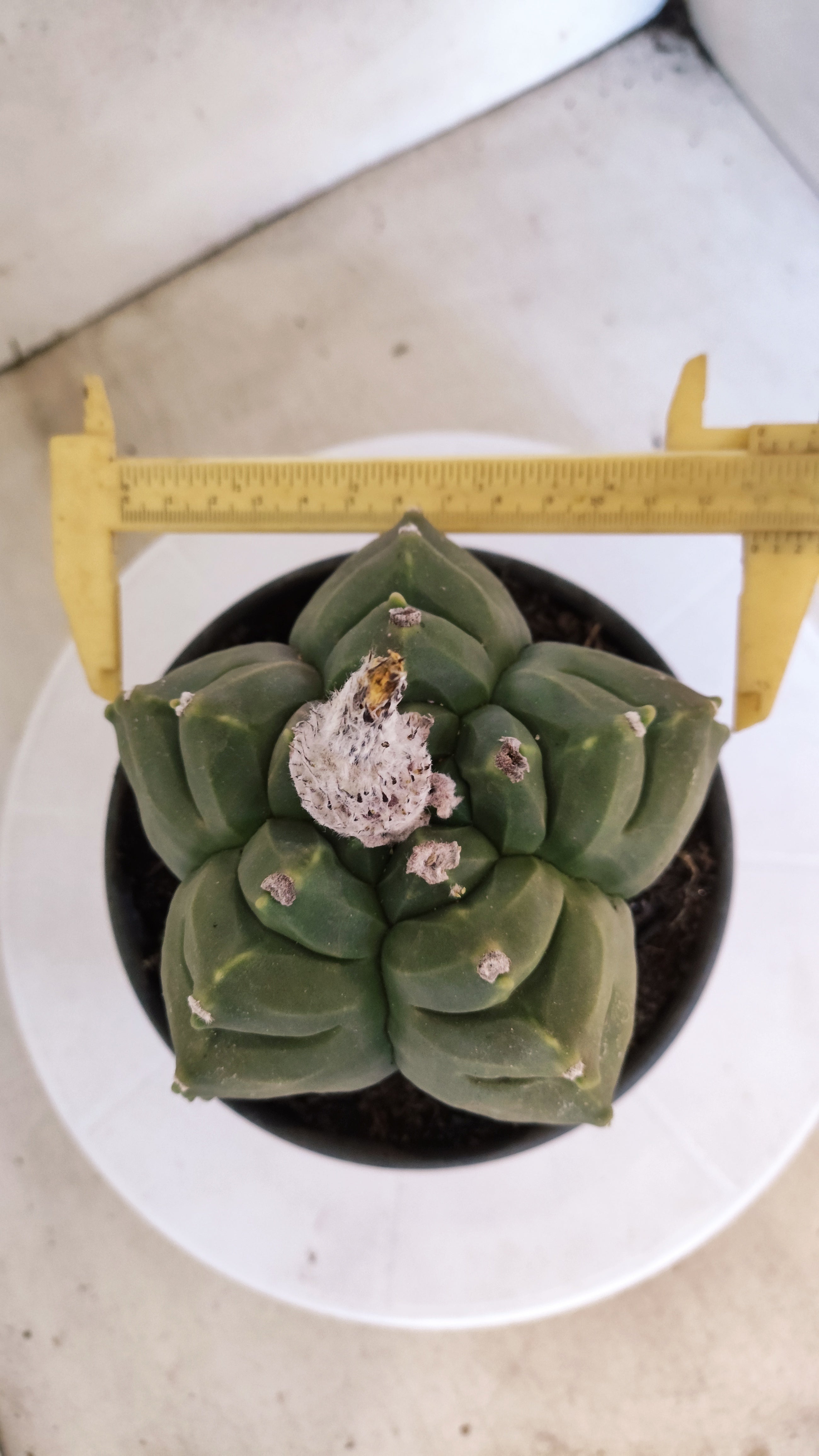 MATRIZ ASTROPHYTUM cv KIKKO  Nº 941 – vaso 15