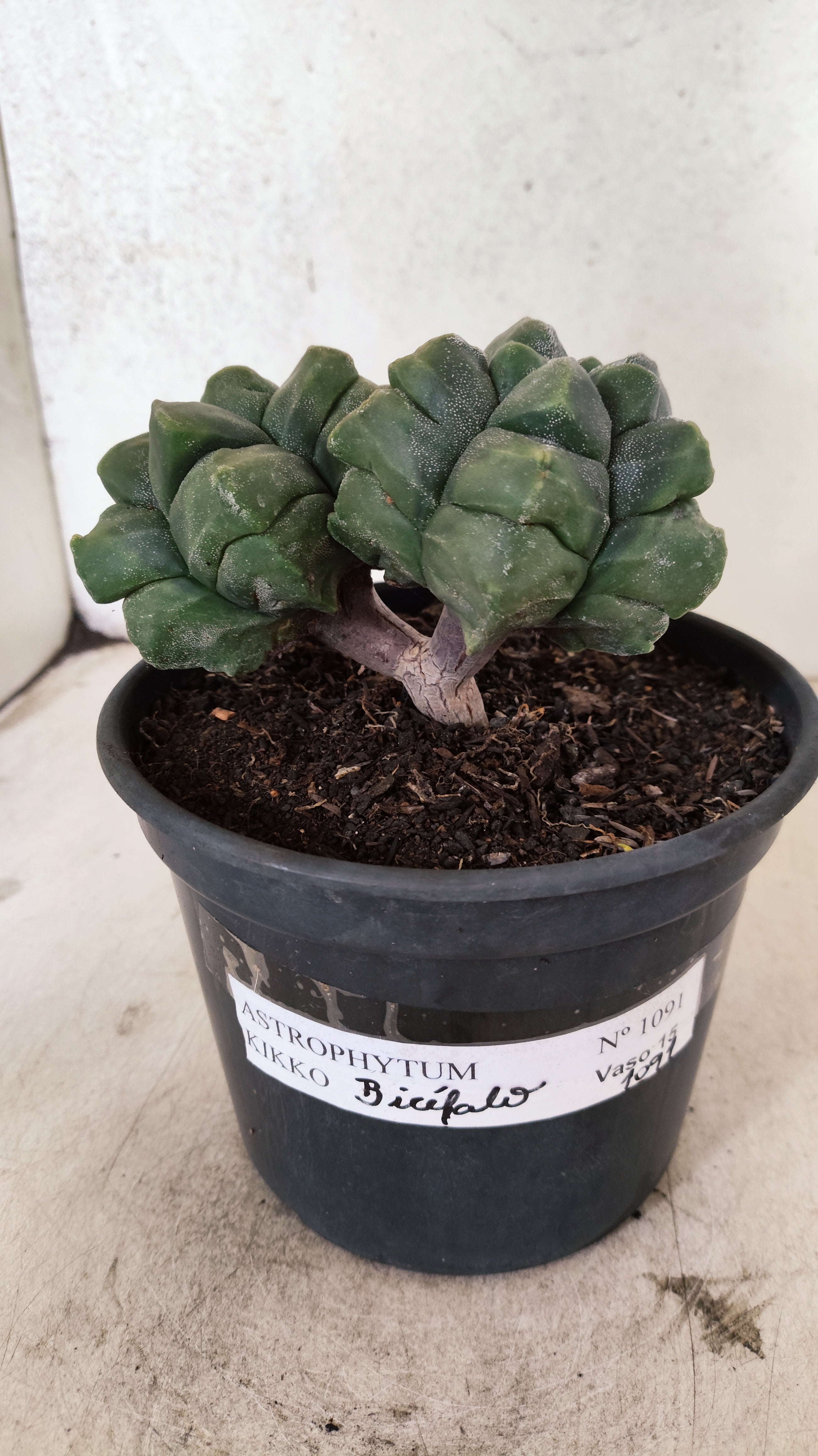 MATRIZ ASTROPHYTUM cv KIKKO "Bicefalo"  Nº 1091 – vaso 15
