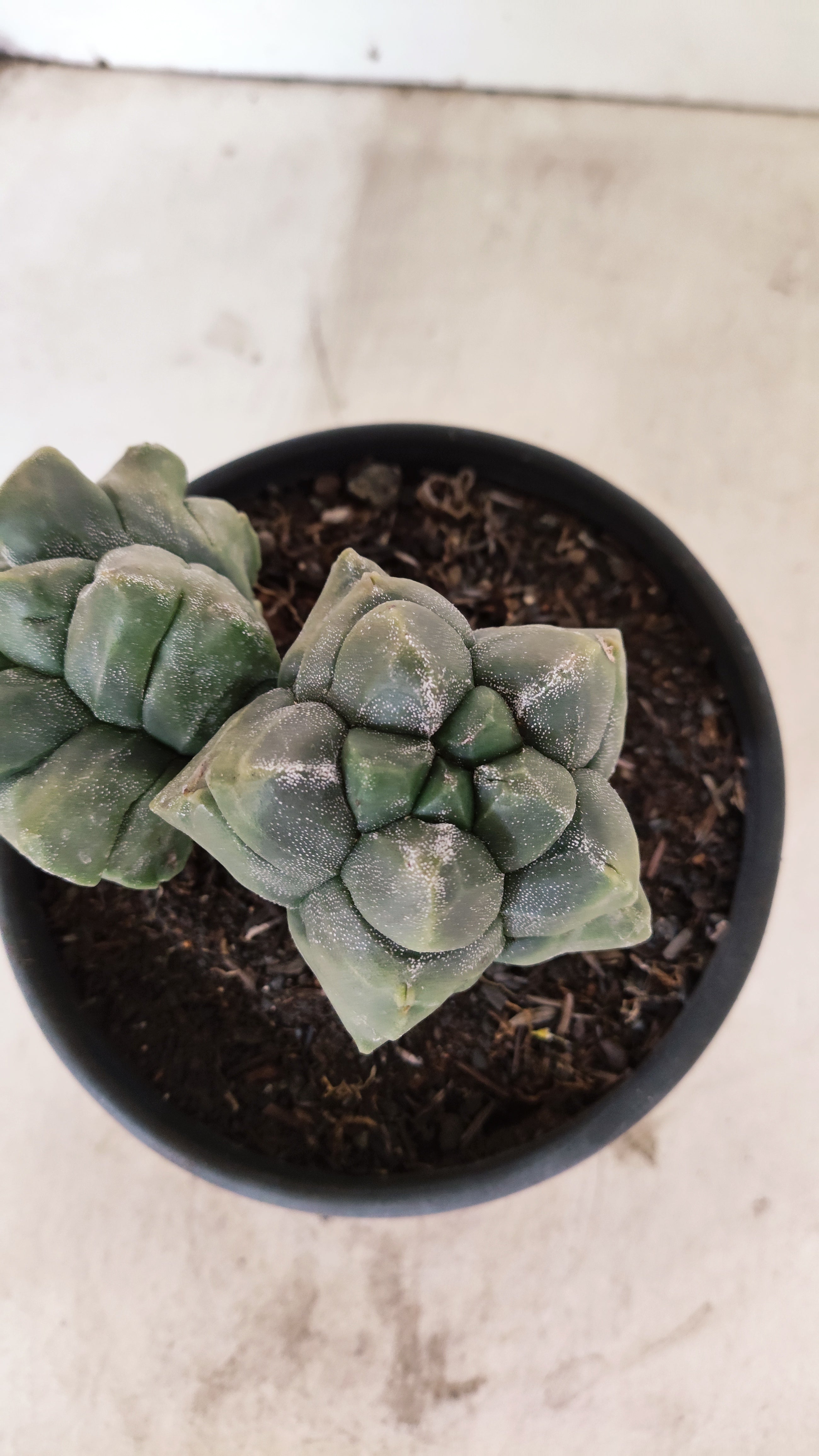 MATRIZ ASTROPHYTUM cv KIKKO "Bicefalo"  Nº 1091 – vaso 15