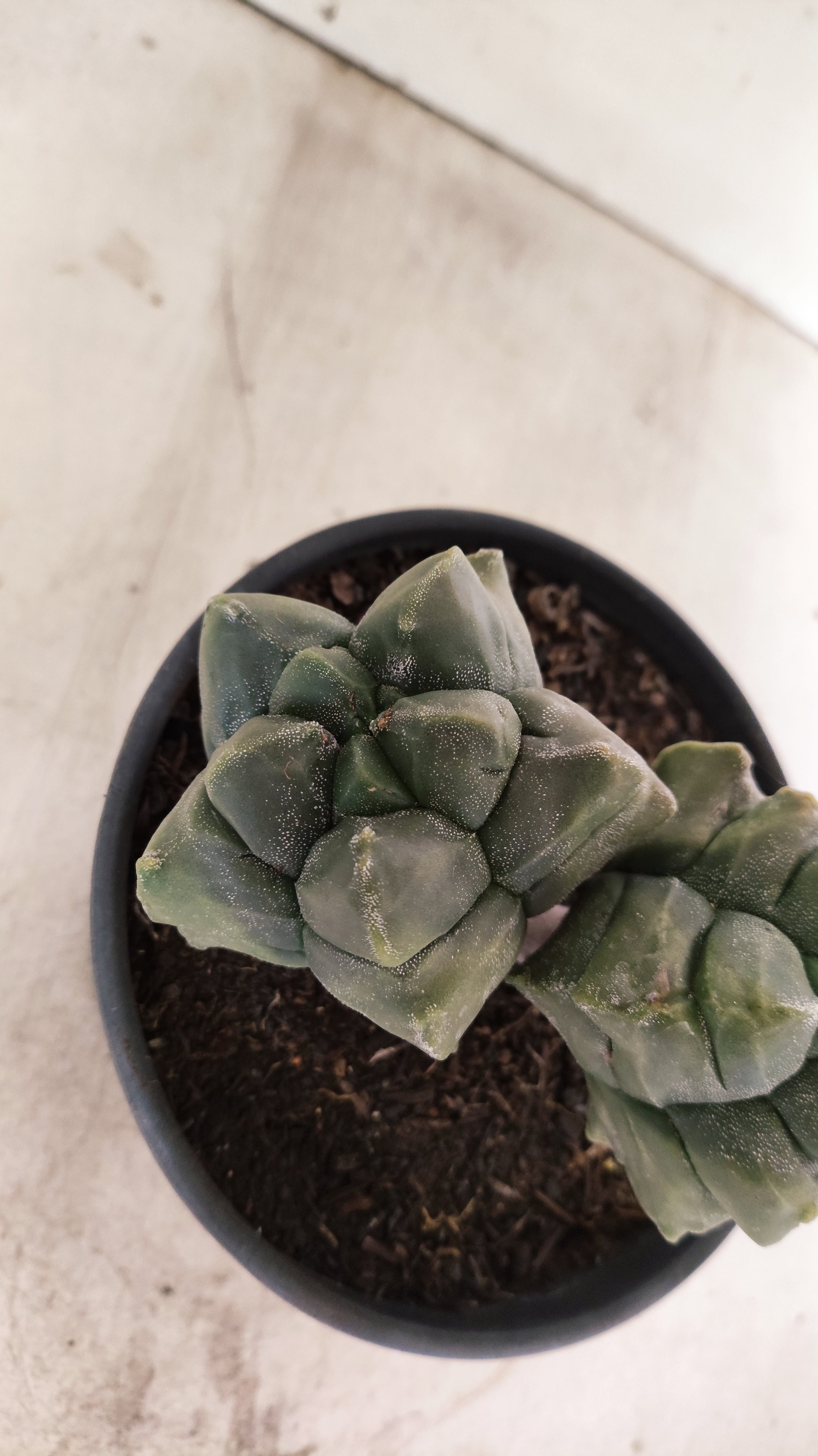 MATRIZ ASTROPHYTUM cv KIKKO "Bicefalo"  Nº 1091 – vaso 15
