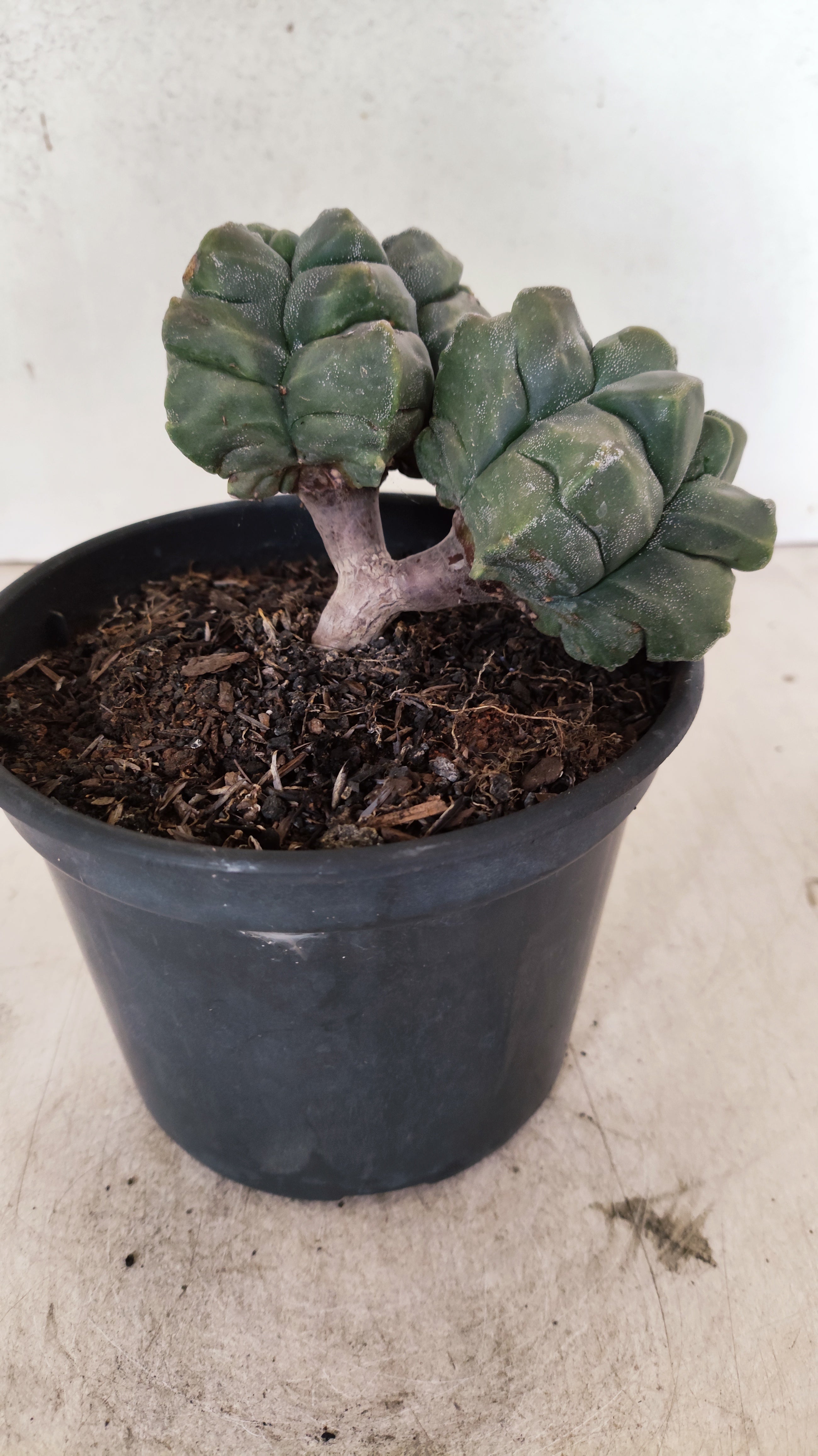 MATRIZ ASTROPHYTUM cv KIKKO "Bicefalo"  Nº 1091 – vaso 15