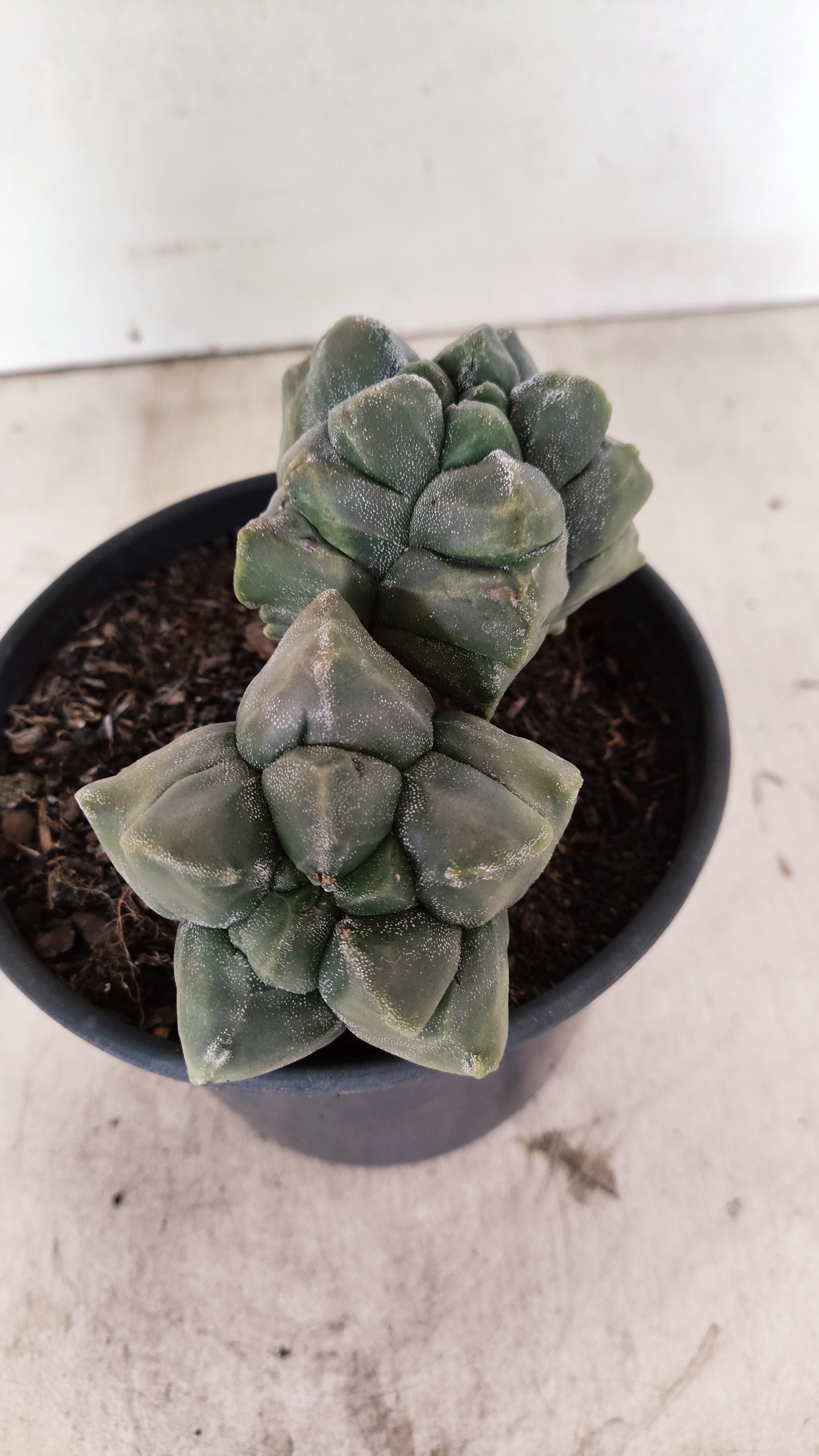 MATRIZ ASTROPHYTUM cv KIKKO "Bicefalo"  Nº 1091 – vaso 15
