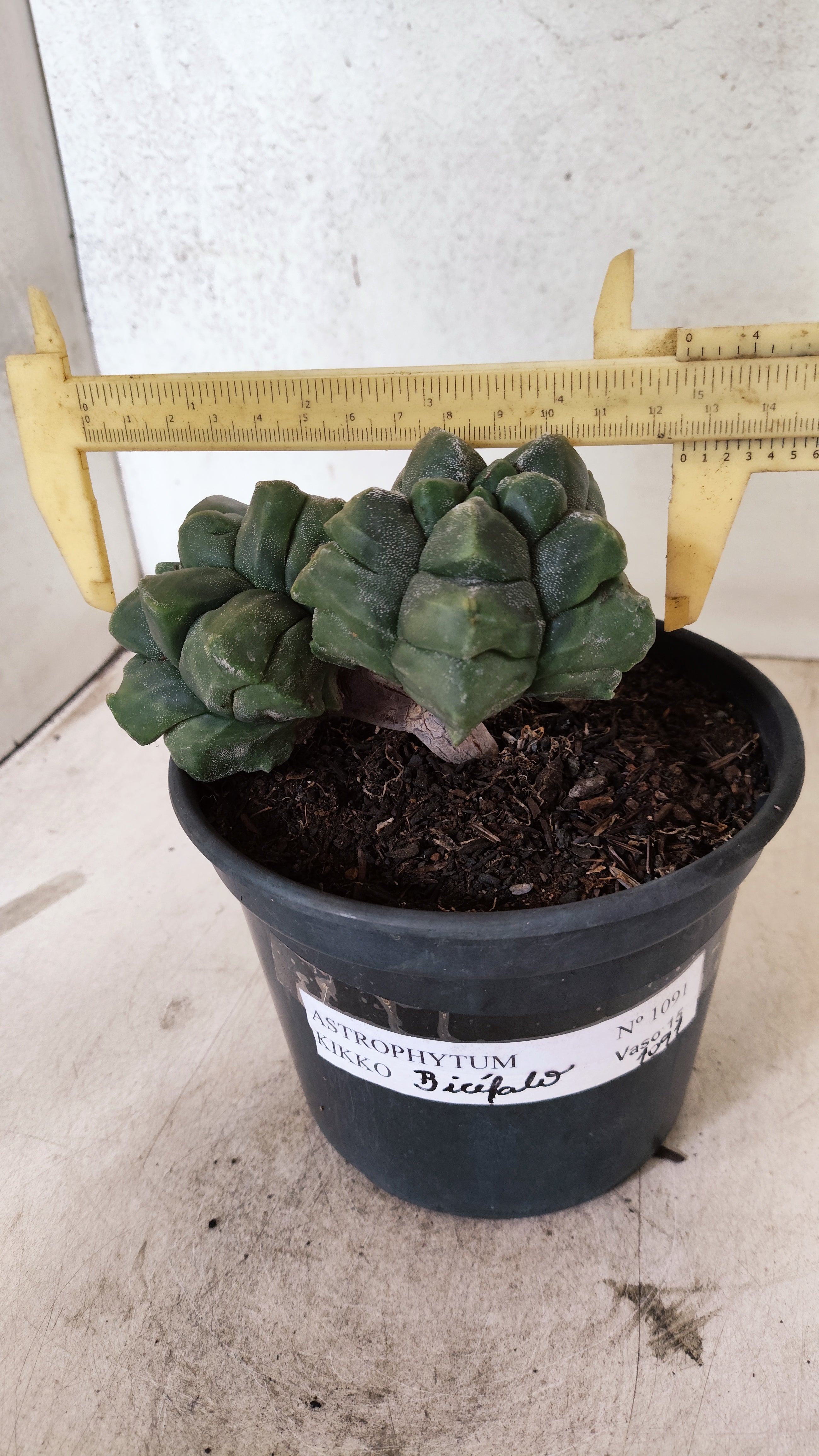 MATRIZ ASTROPHYTUM cv KIKKO "Bicefalo"  Nº 1091 – vaso 15