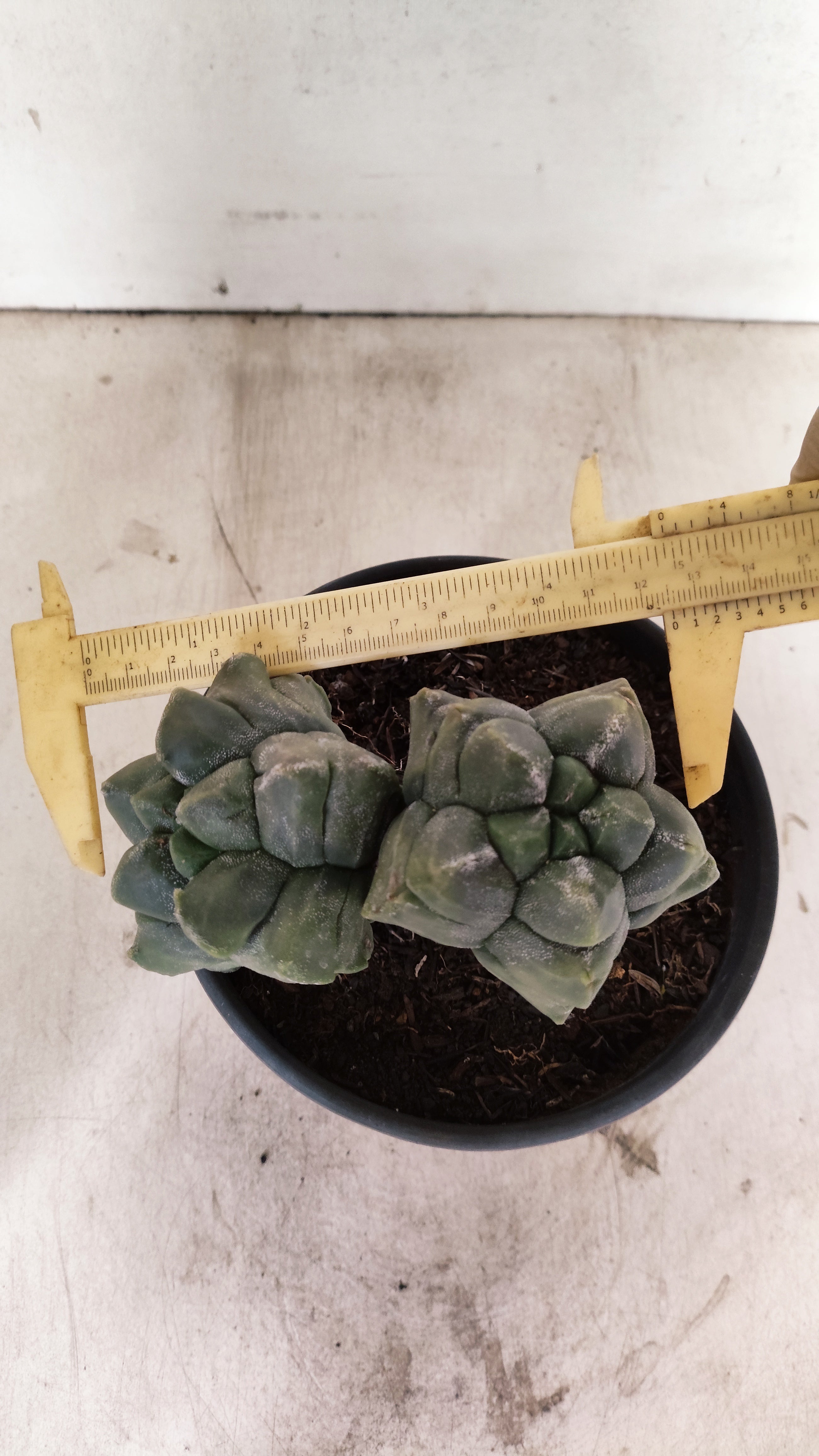 MATRIZ ASTROPHYTUM cv KIKKO "Bicefalo"  Nº 1091 – vaso 15
