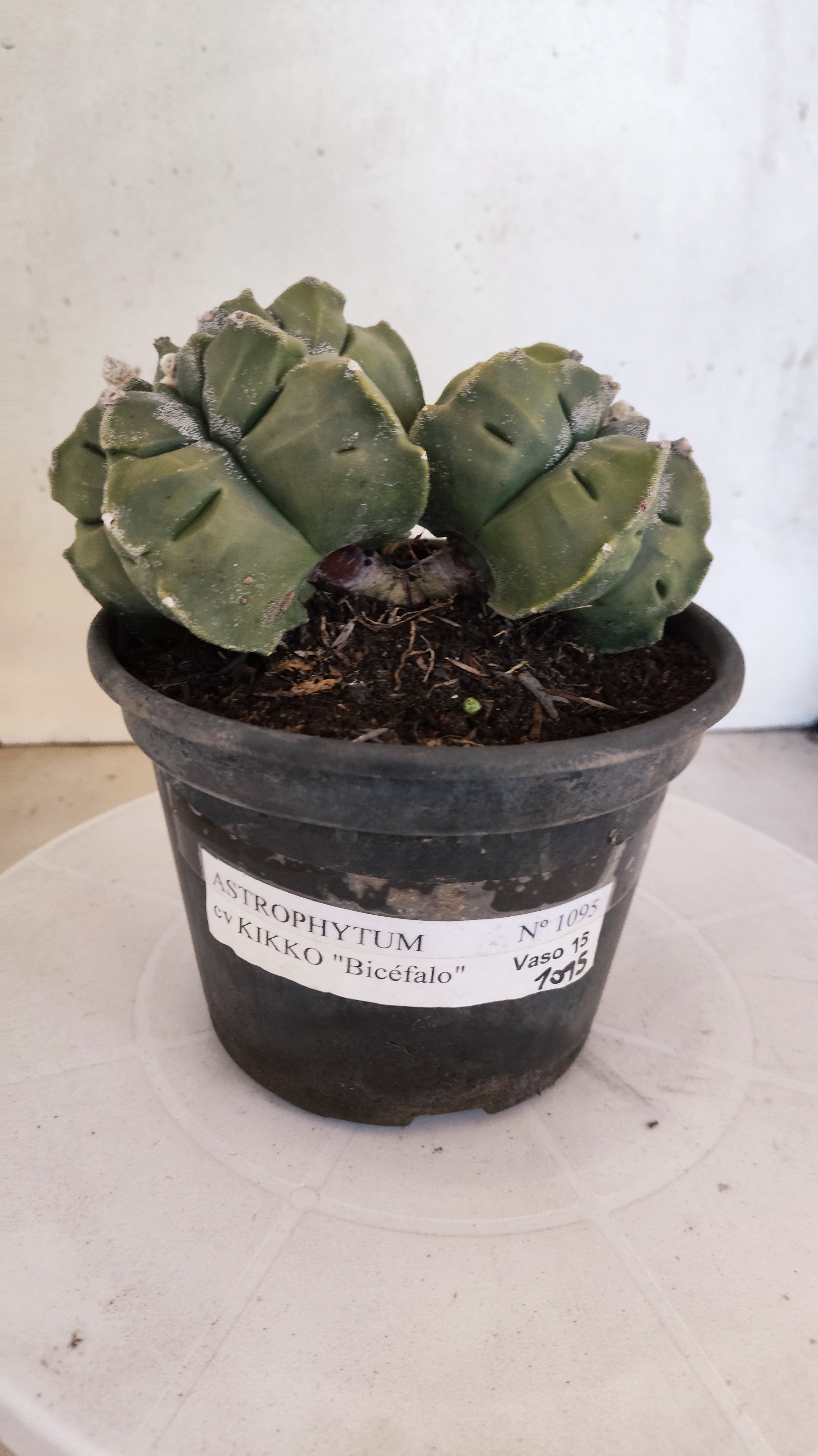 MATRIZ ASTROPHYTUM cv KIKKO "BICÉFALO" Nº 1095 – vaso 15