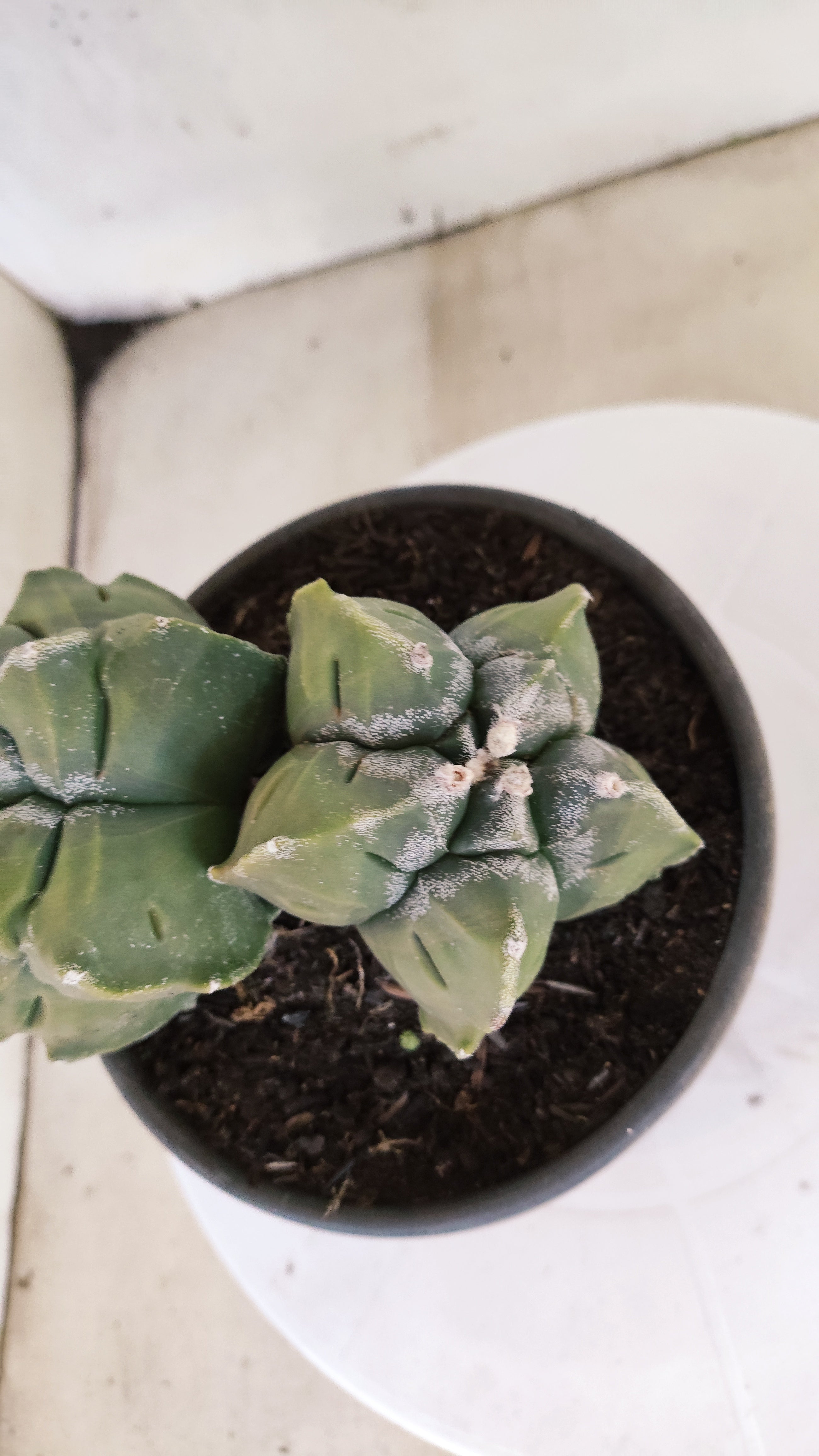MATRIZ ASTROPHYTUM cv KIKKO "BICÉFALO" Nº 1095 – vaso 15