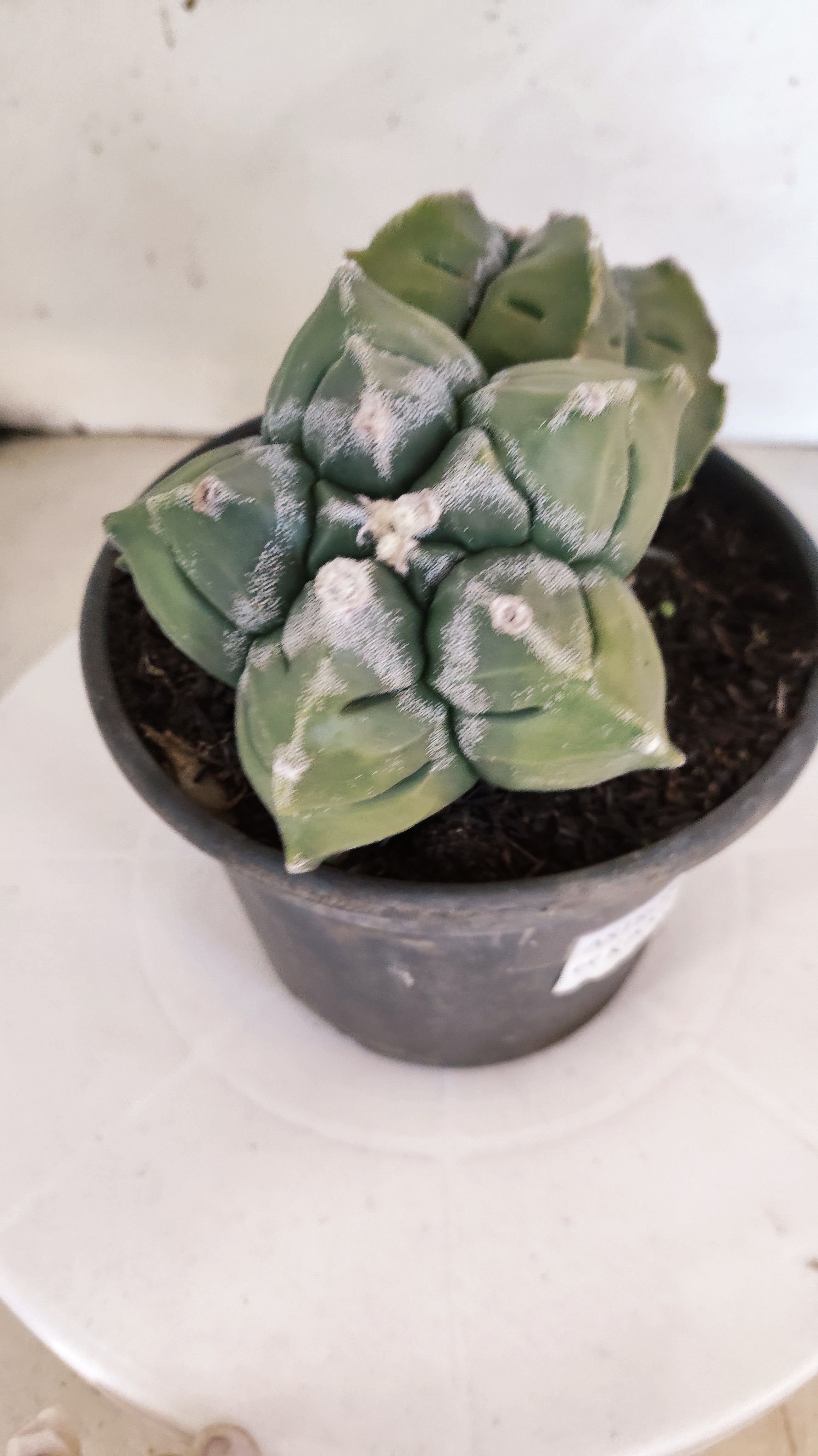 MATRIZ ASTROPHYTUM cv KIKKO "BICÉFALO" Nº 1095 – vaso 15