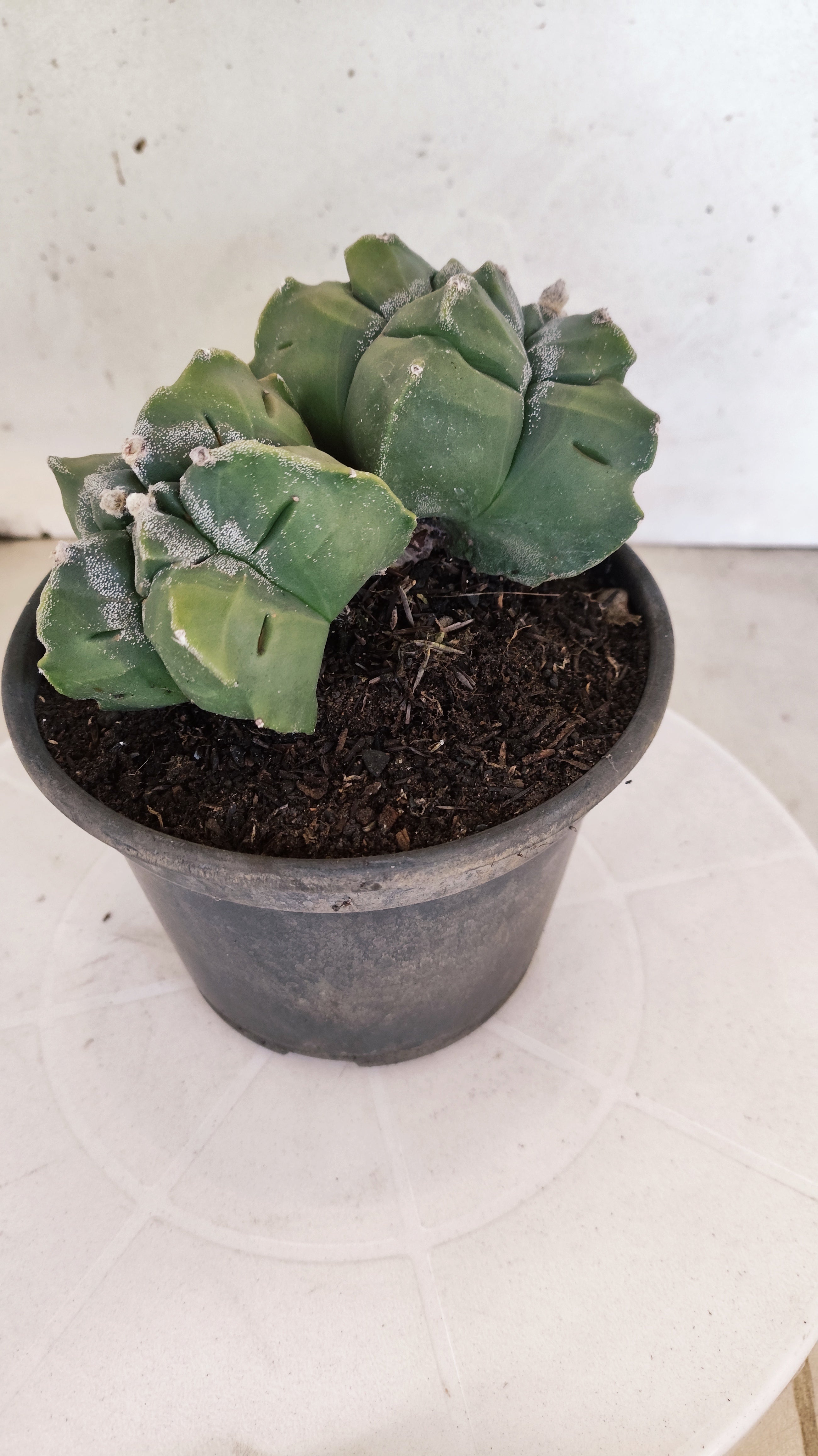 MATRIZ ASTROPHYTUM cv KIKKO "BICÉFALO" Nº 1095 – vaso 15