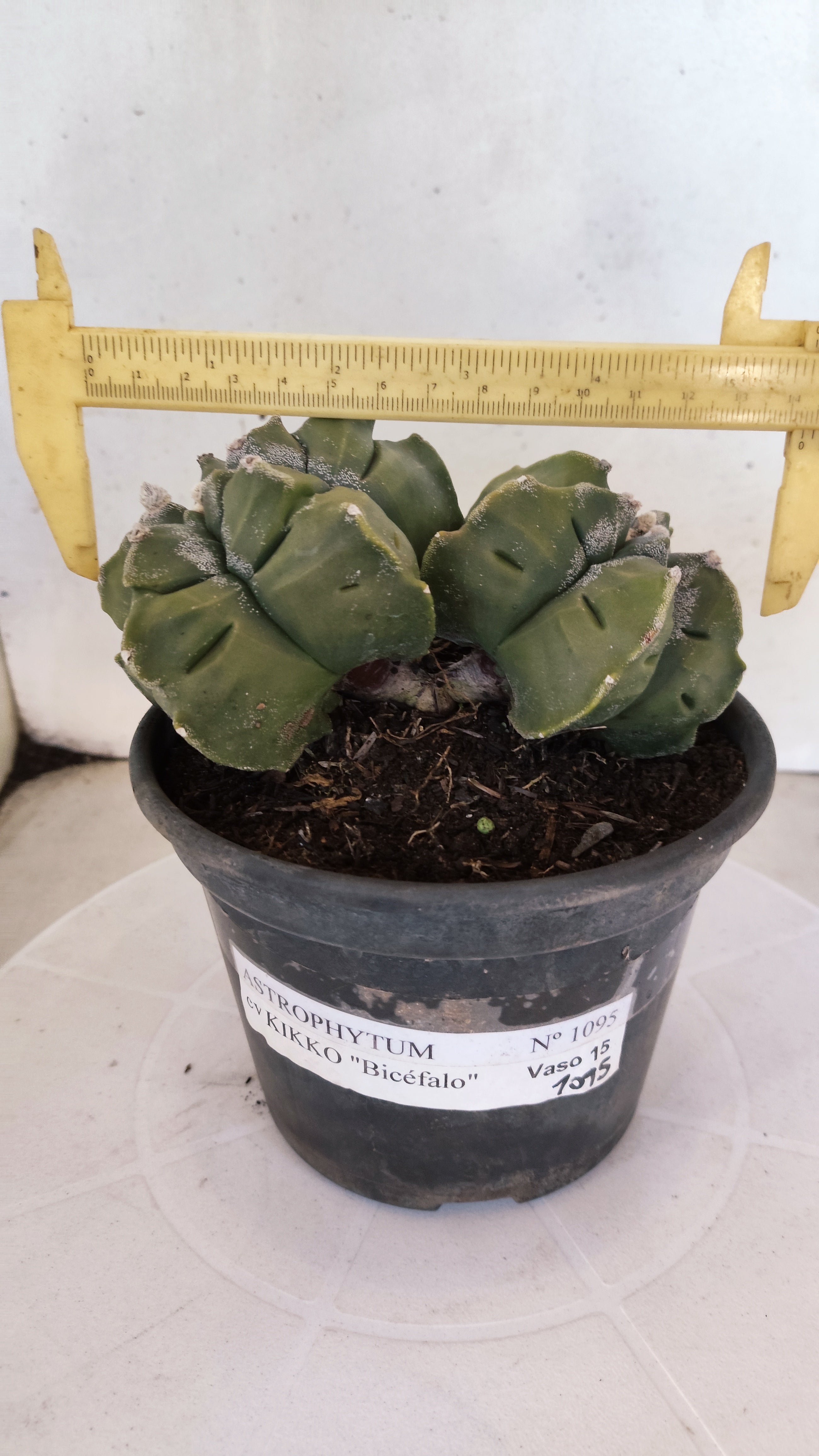 MATRIZ ASTROPHYTUM cv KIKKO "BICÉFALO" Nº 1095 – vaso 15