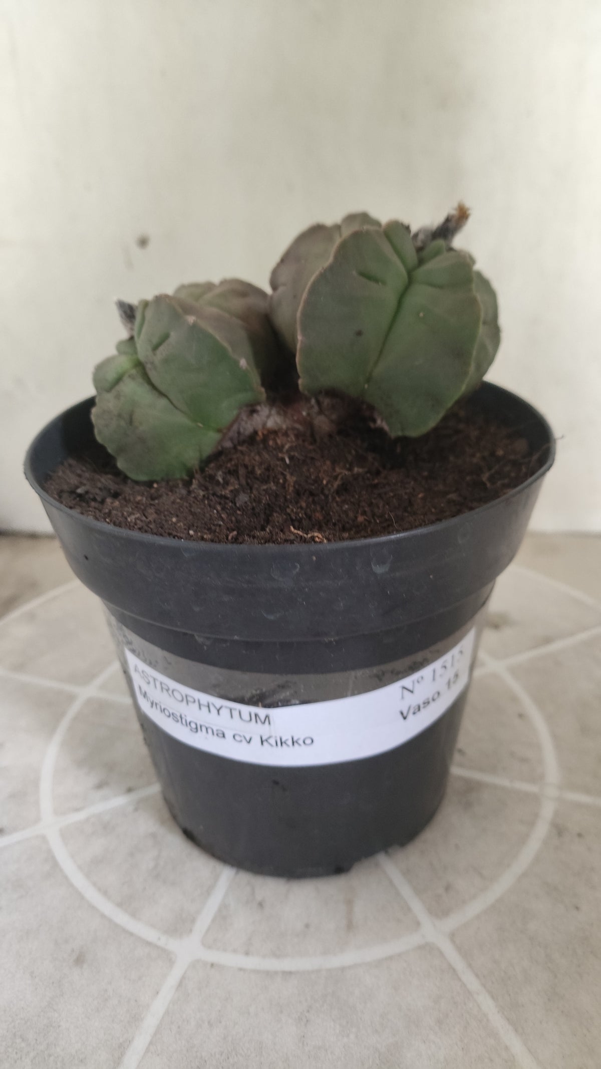 MATRIZ ASTROPHYTUM cv KIKKO "BICÉFALO"  Nº 1515 – vaso 15