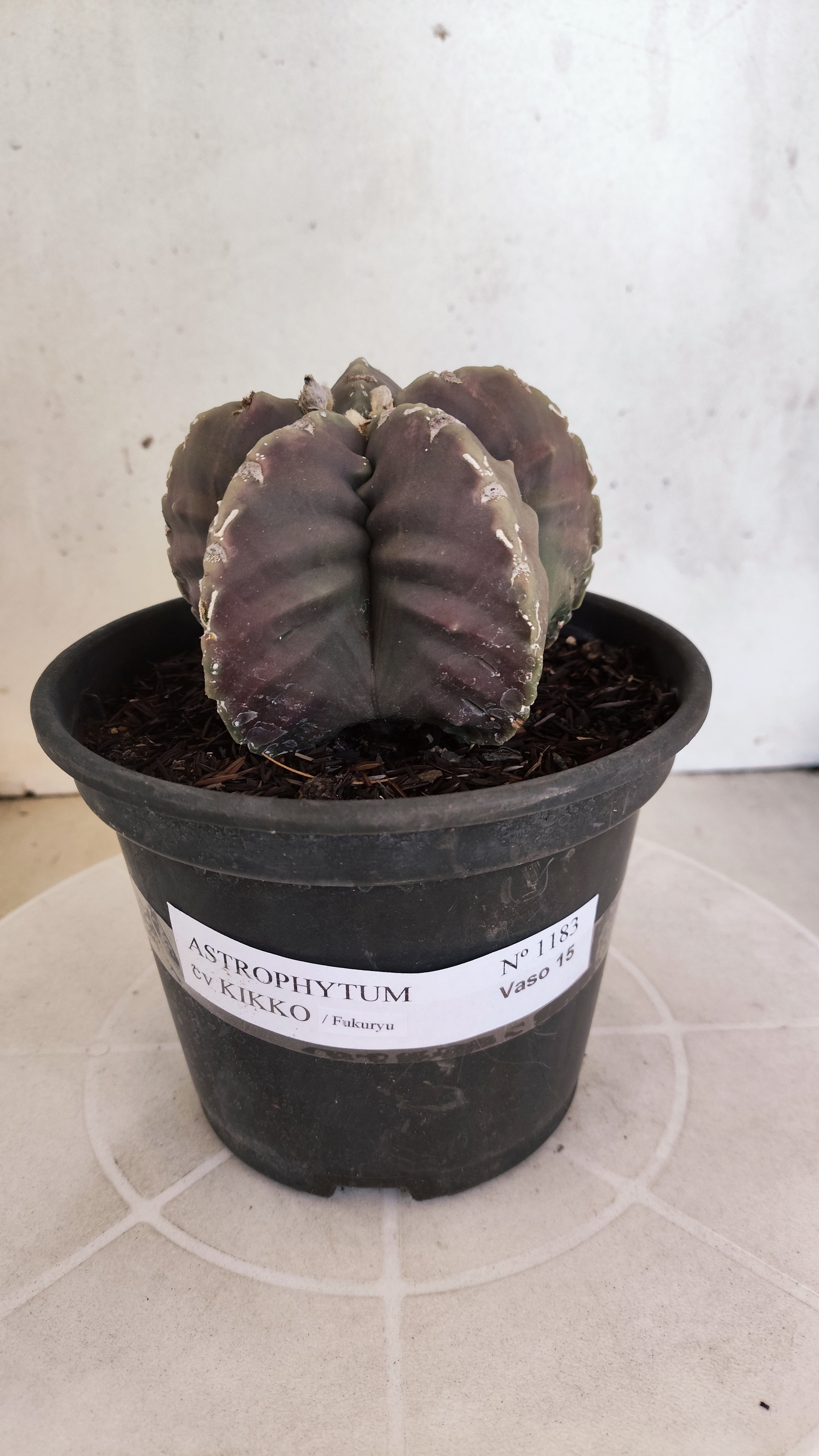 MATRIZ ASTROPHYTUM cv KIKKO "Fukuryu"  Nº 1183 – vaso 15