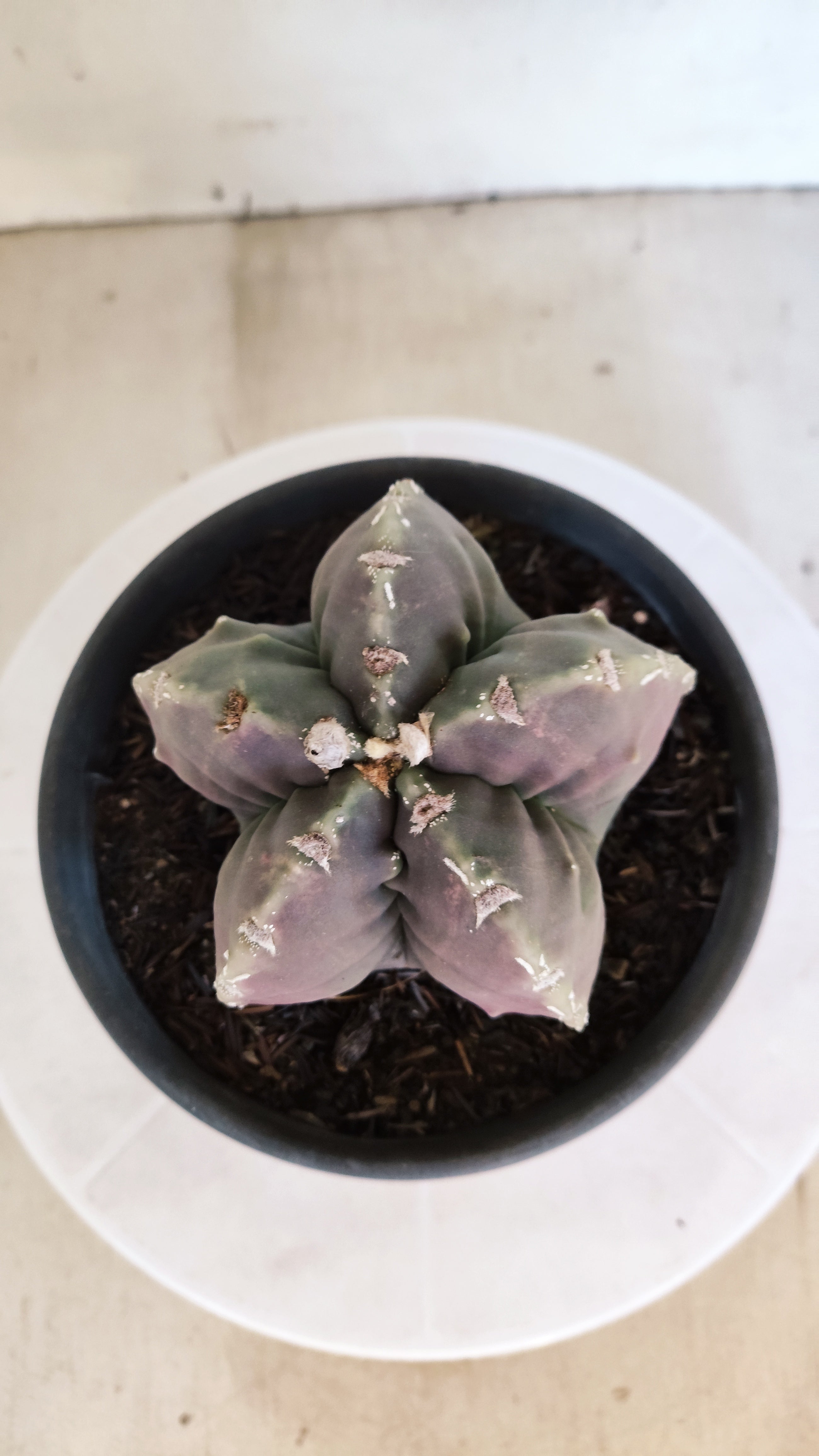 MATRIZ ASTROPHYTUM cv KIKKO "Fukuryu"  Nº 1183 – vaso 15