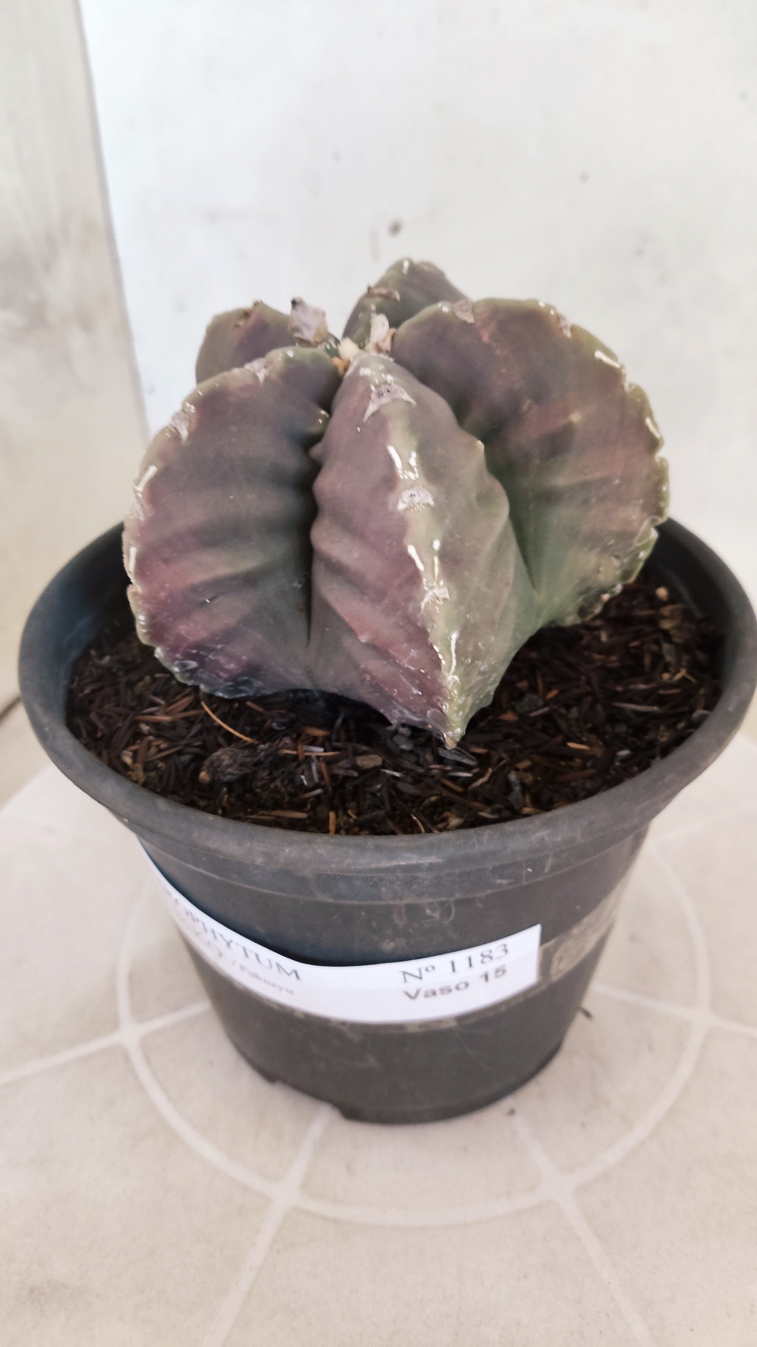 MATRIZ ASTROPHYTUM cv KIKKO "Fukuryu"  Nº 1183 – vaso 15