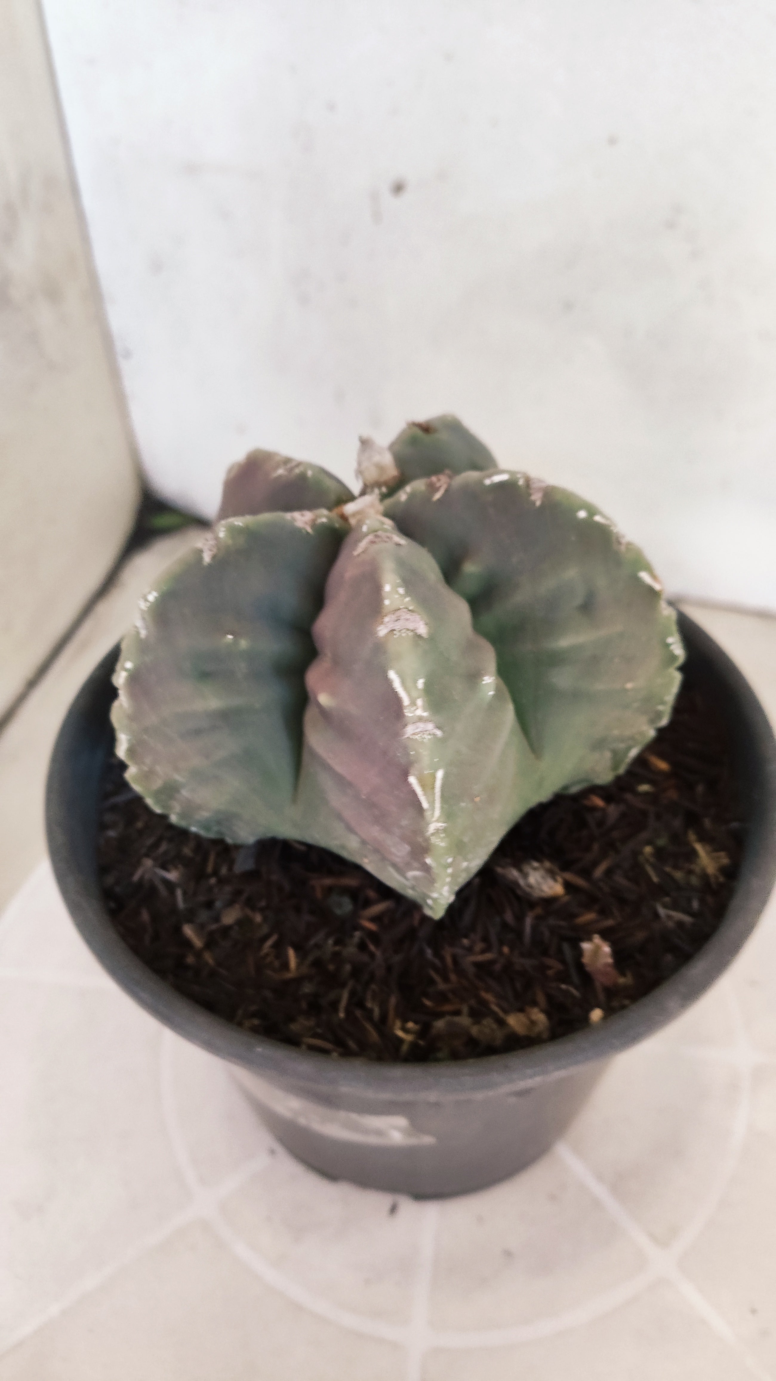 MATRIZ ASTROPHYTUM cv KIKKO "Fukuryu"  Nº 1183 – vaso 15
