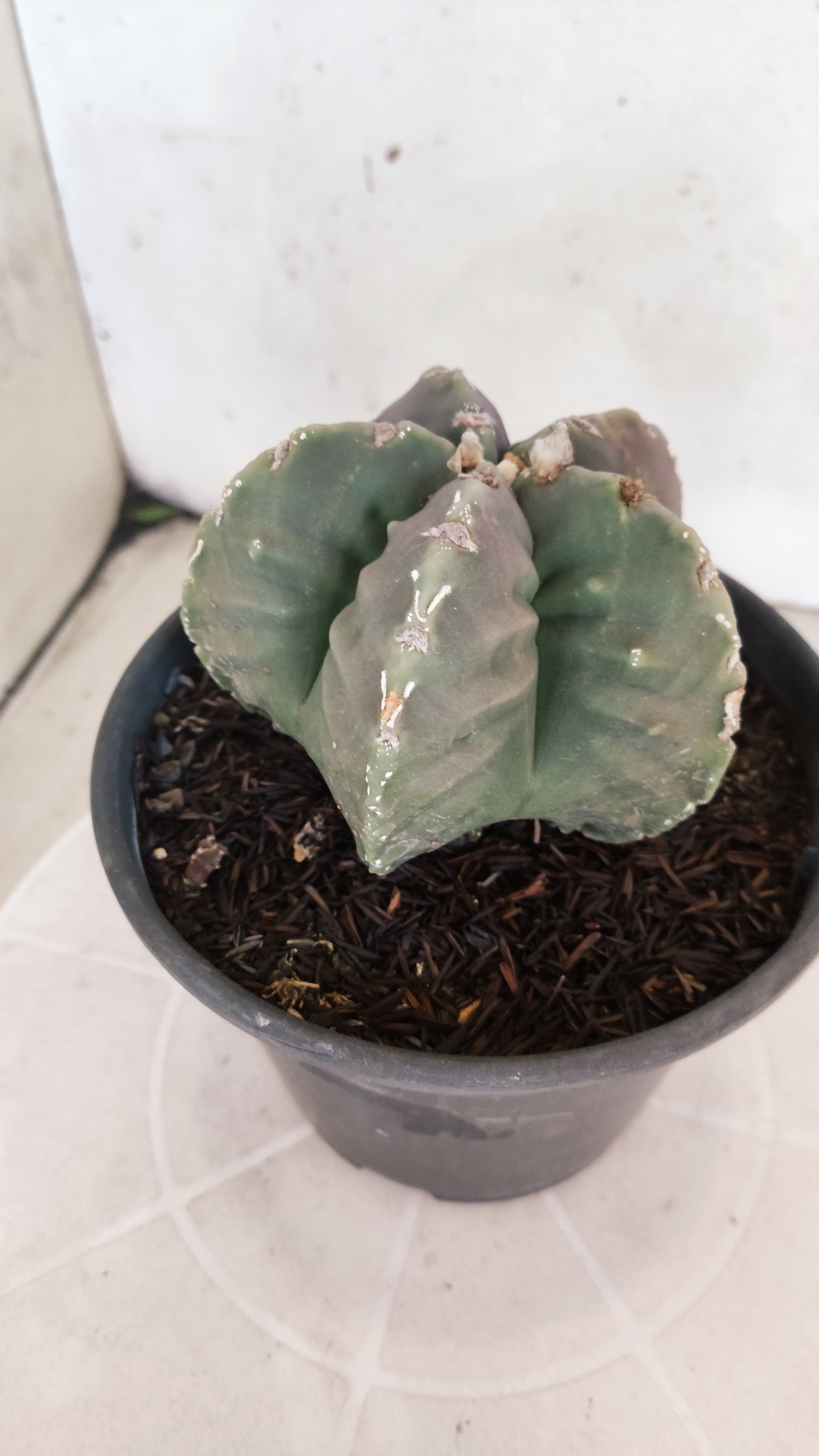 MATRIZ ASTROPHYTUM cv KIKKO "Fukuryu"  Nº 1183 – vaso 15
