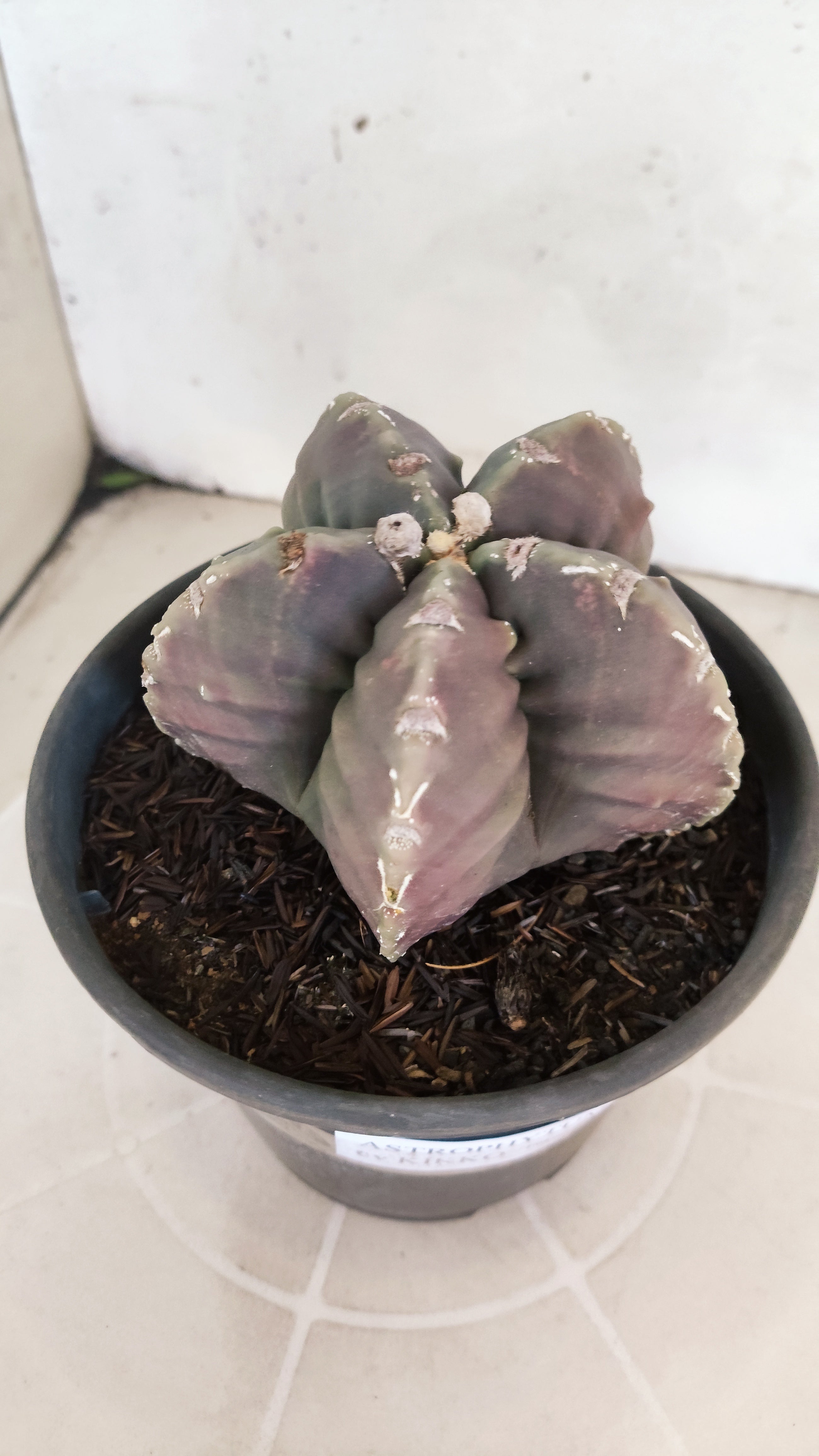 MATRIZ ASTROPHYTUM cv KIKKO "Fukuryu"  Nº 1183 – vaso 15