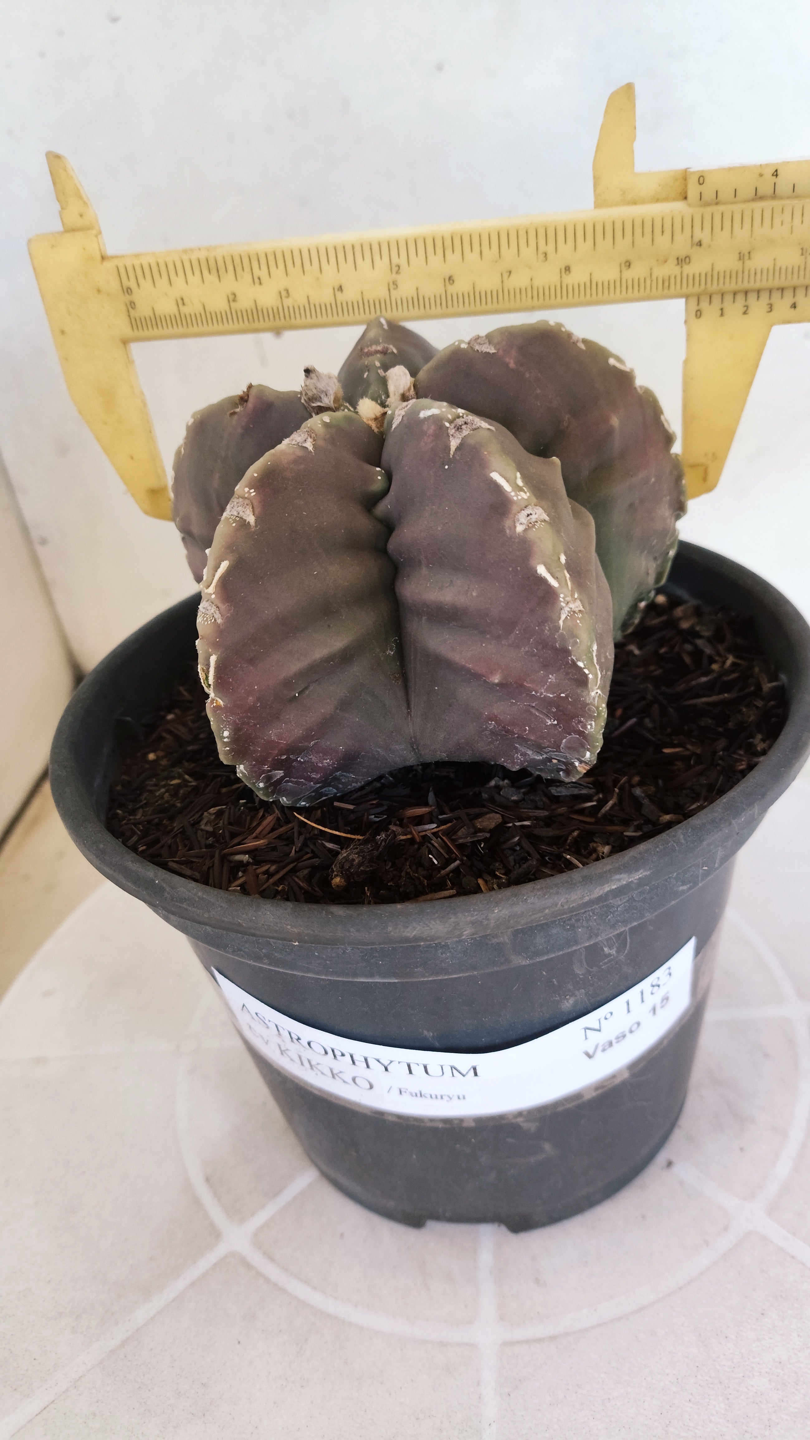 MATRIZ ASTROPHYTUM cv KIKKO "Fukuryu"  Nº 1183 – vaso 15