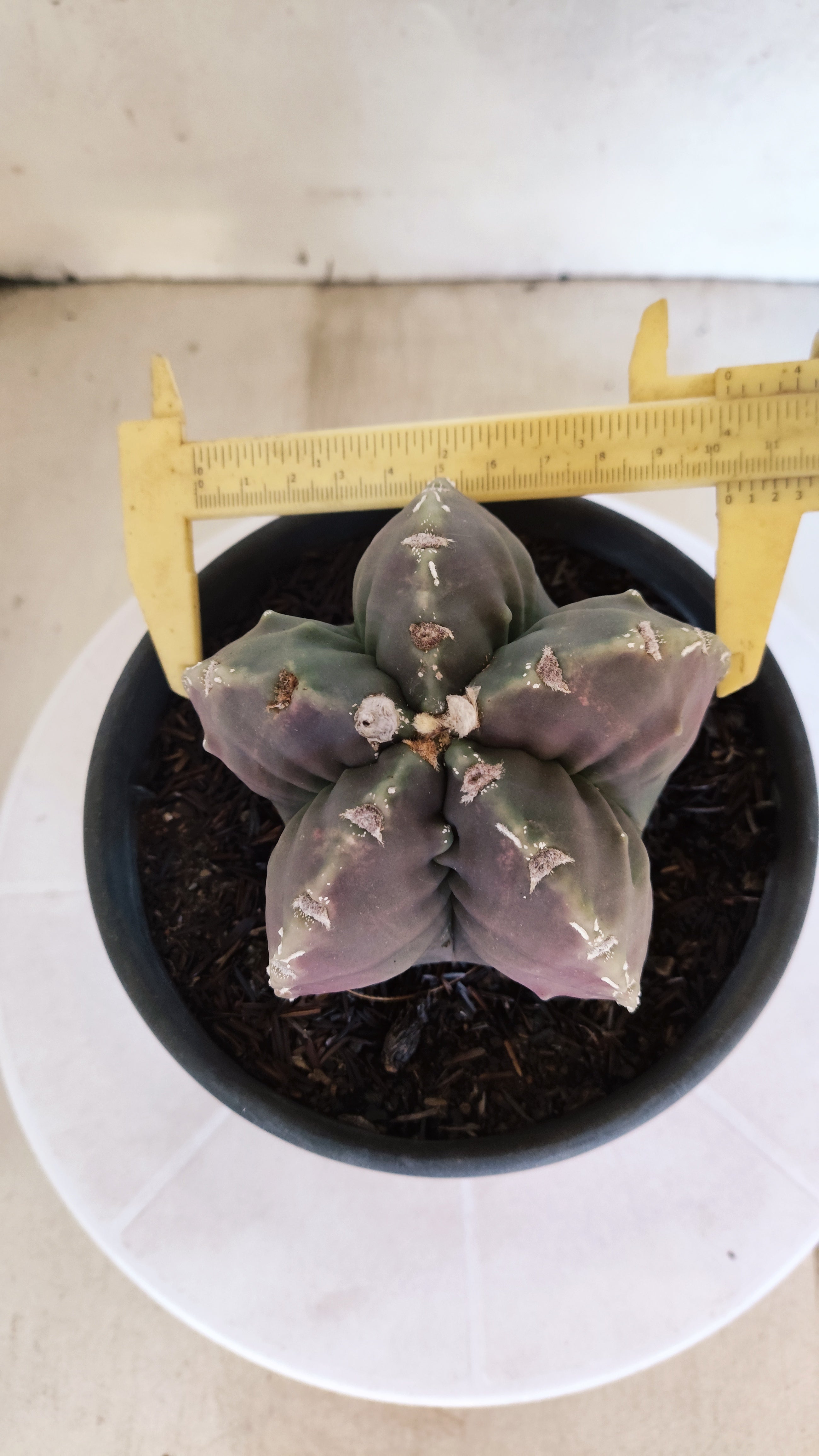 MATRIZ ASTROPHYTUM cv KIKKO "Fukuryu"  Nº 1183 – vaso 15