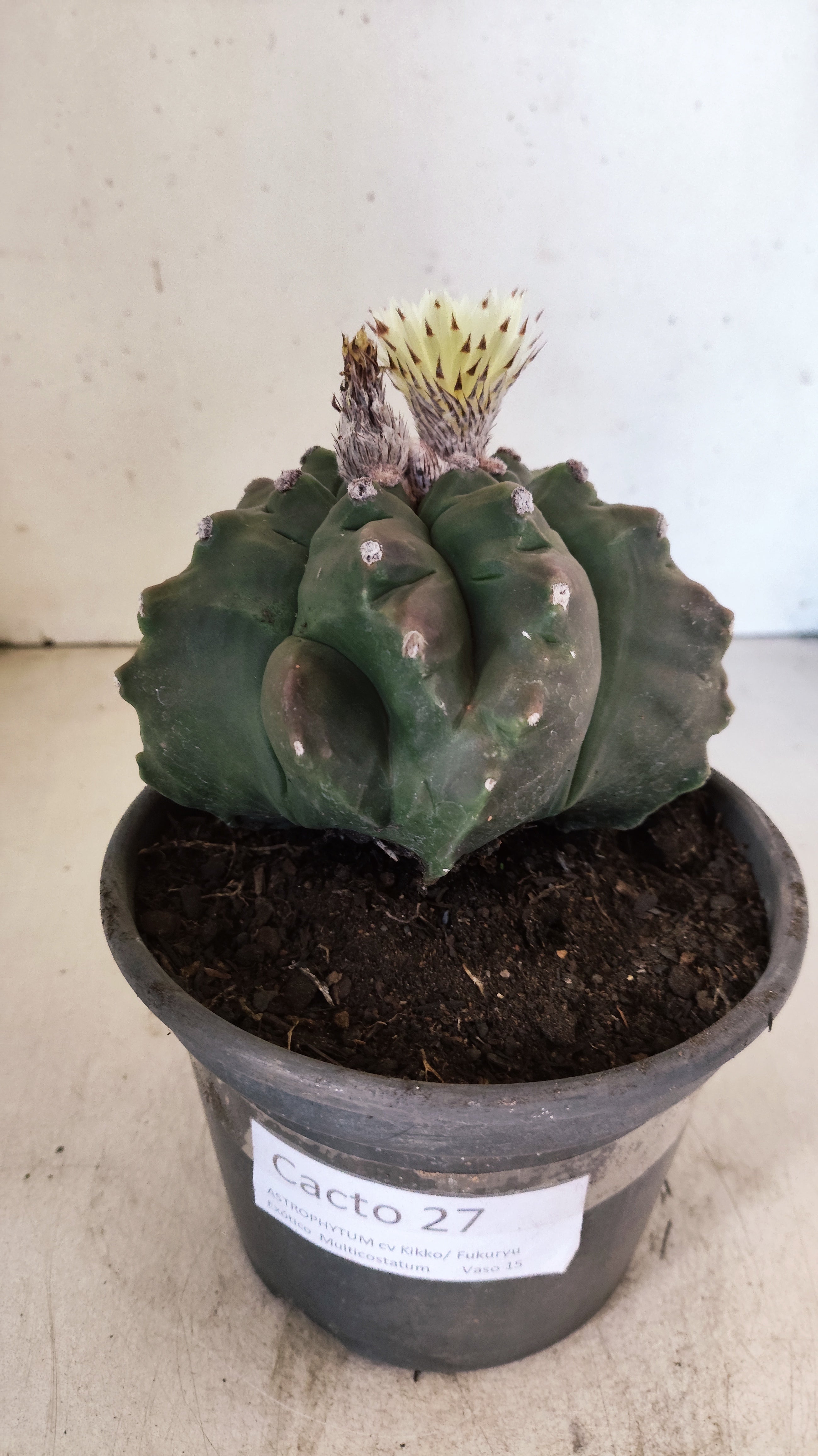 MATRIZ ASTROPHYTUM cv KIKKO "Exótico" Nº 27 – vaso 15