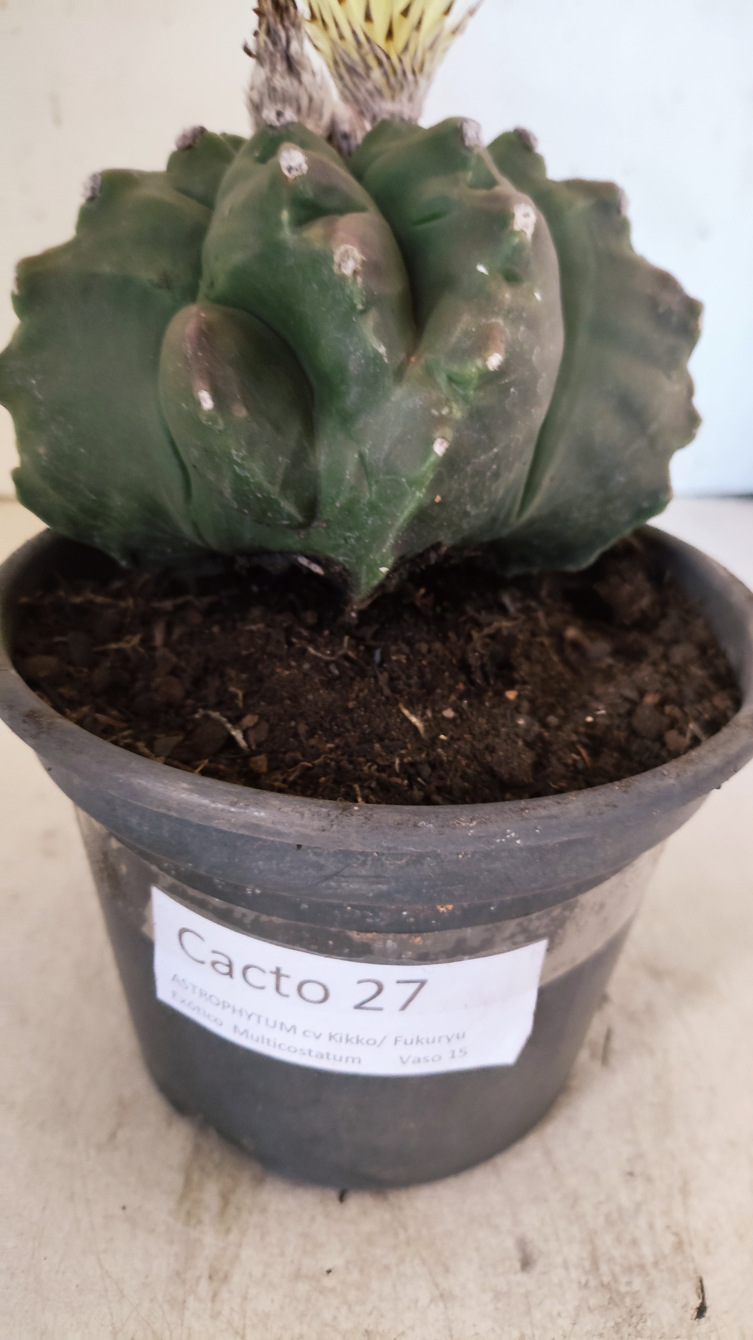 MATRIZ ASTROPHYTUM cv KIKKO "Exótico" Nº 27 – vaso 15