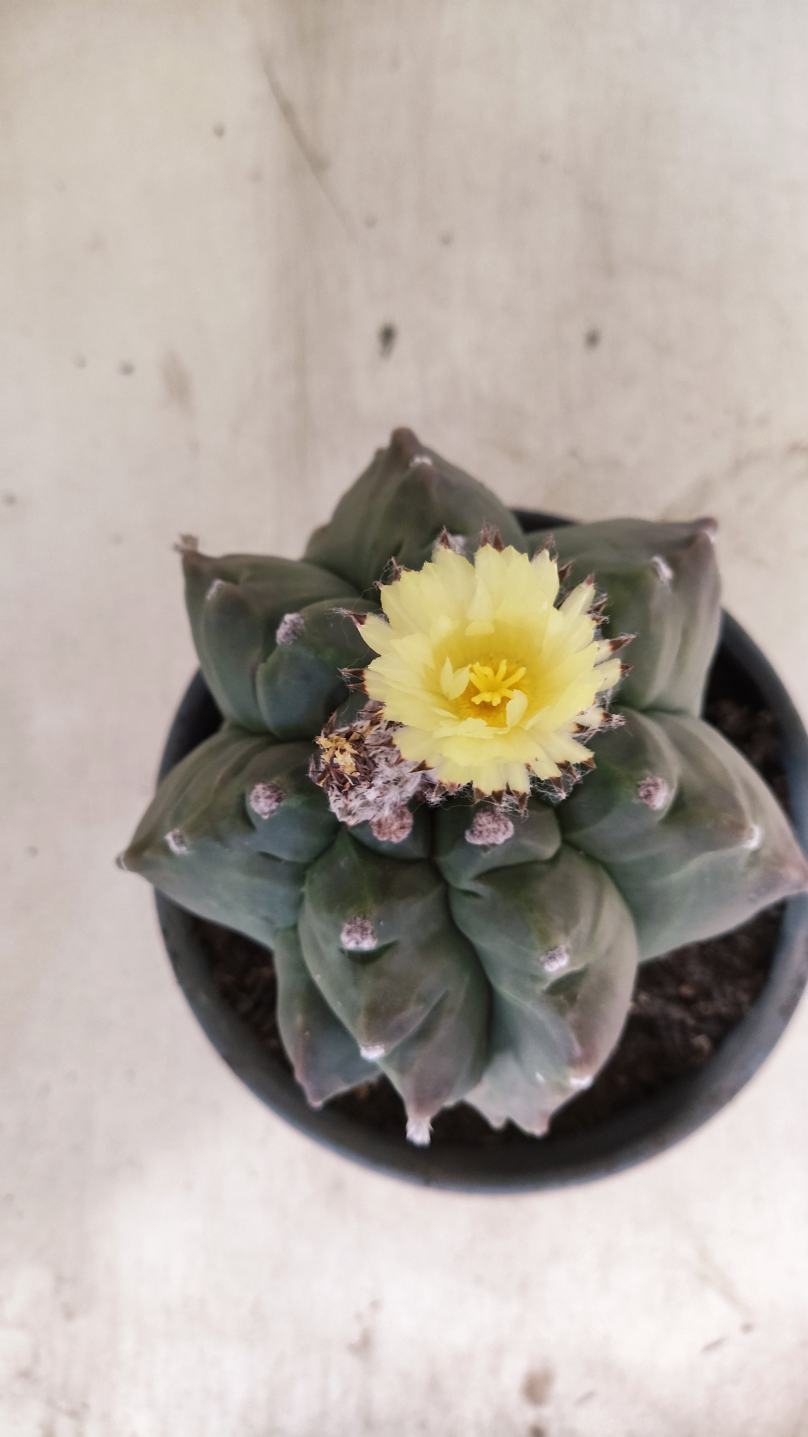MATRIZ ASTROPHYTUM cv KIKKO "Exótico" Nº 27 – vaso 15