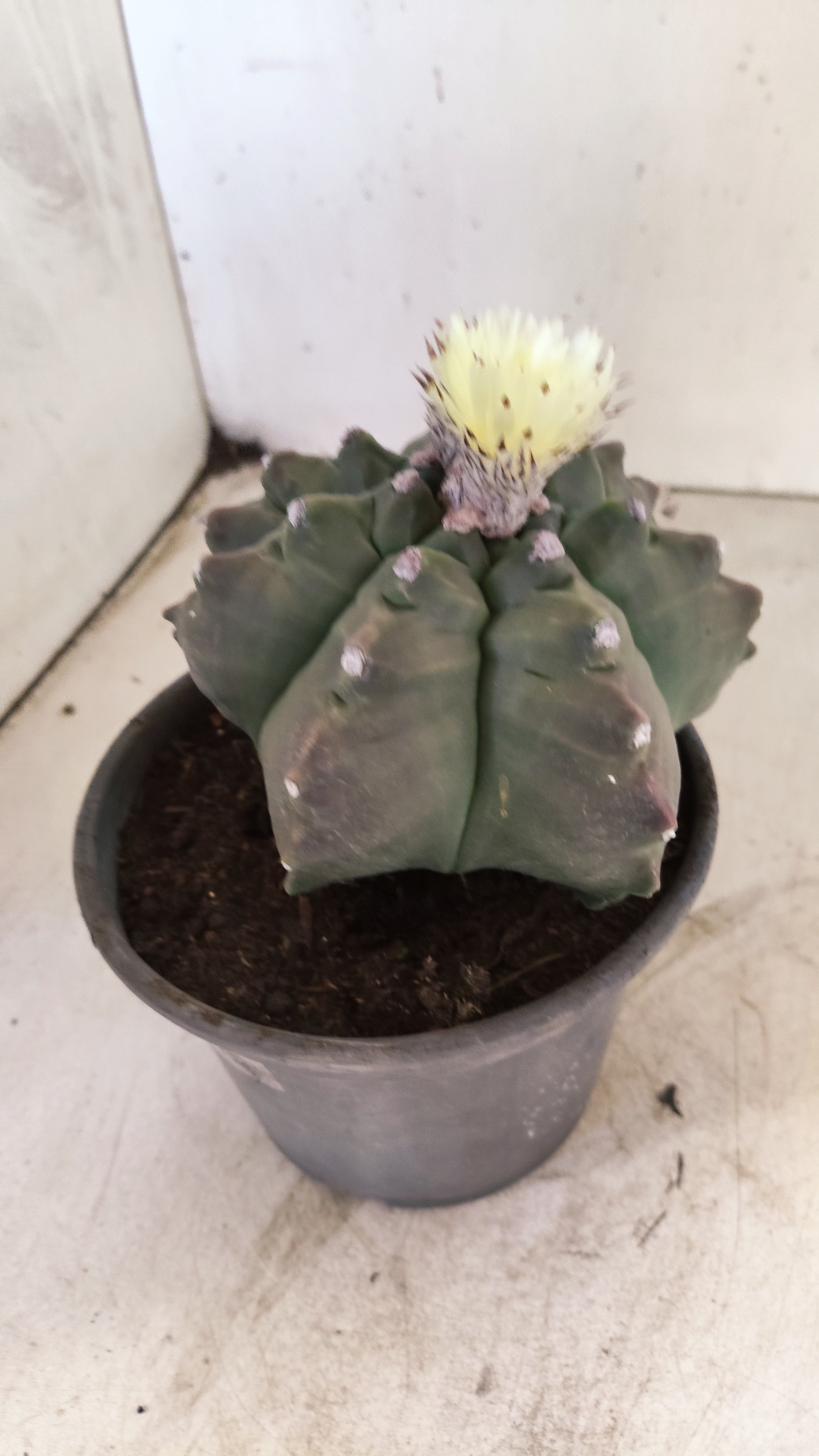 MATRIZ ASTROPHYTUM cv KIKKO "Exótico" Nº 27 – vaso 15