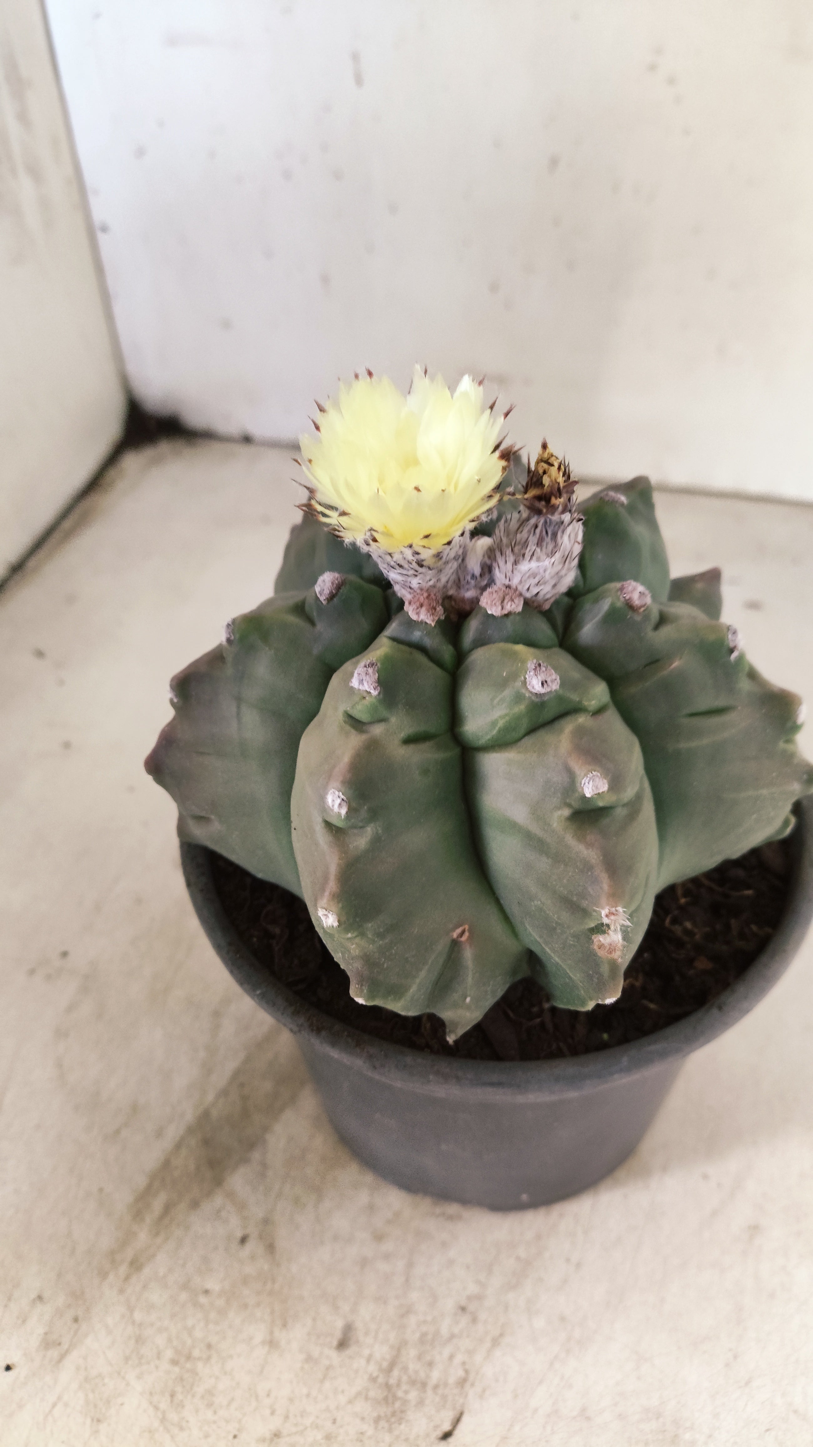 MATRIZ ASTROPHYTUM cv KIKKO "Exótico" Nº 27 – vaso 15