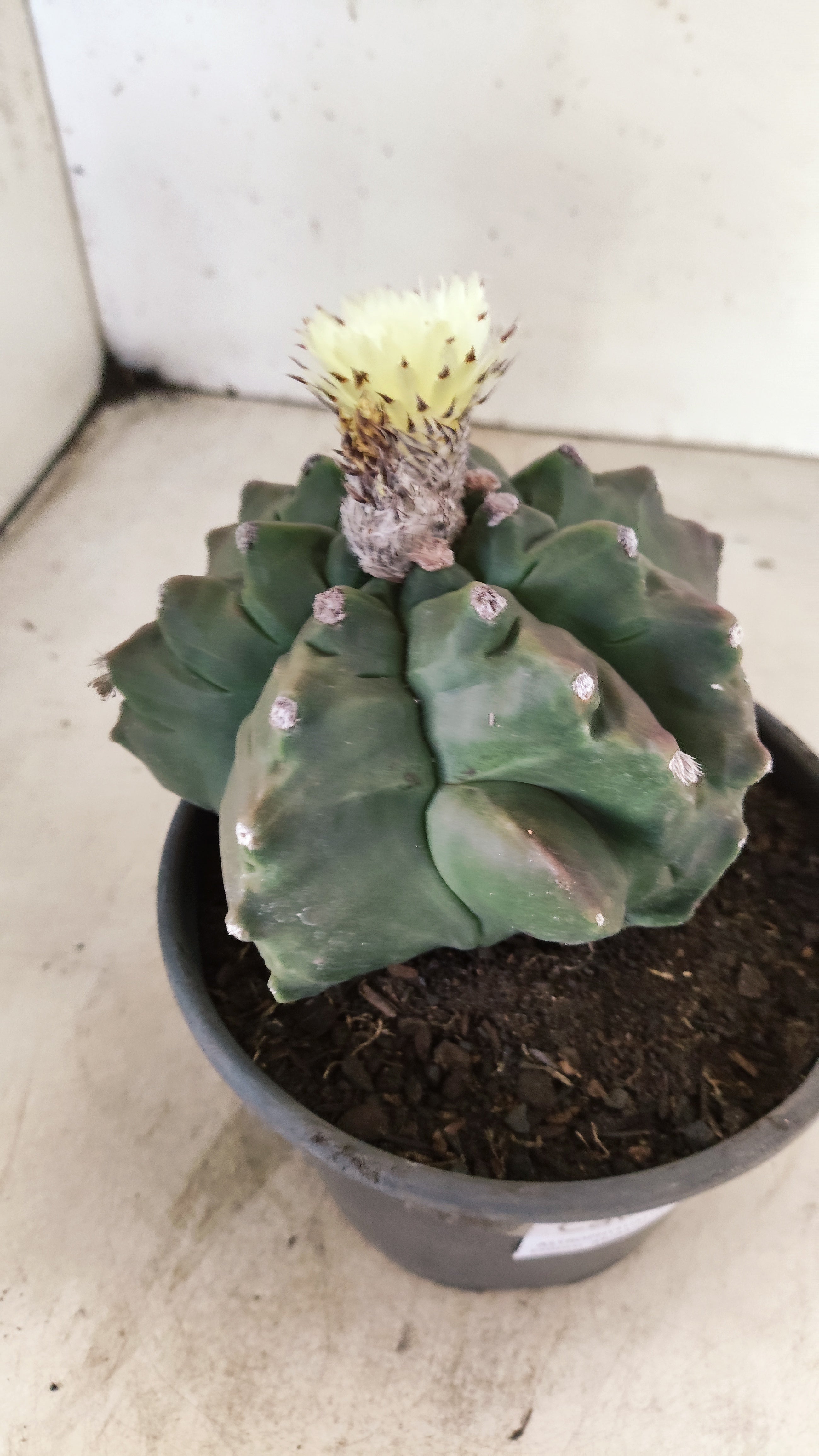 MATRIZ ASTROPHYTUM cv KIKKO "Exótico" Nº 27 – vaso 15