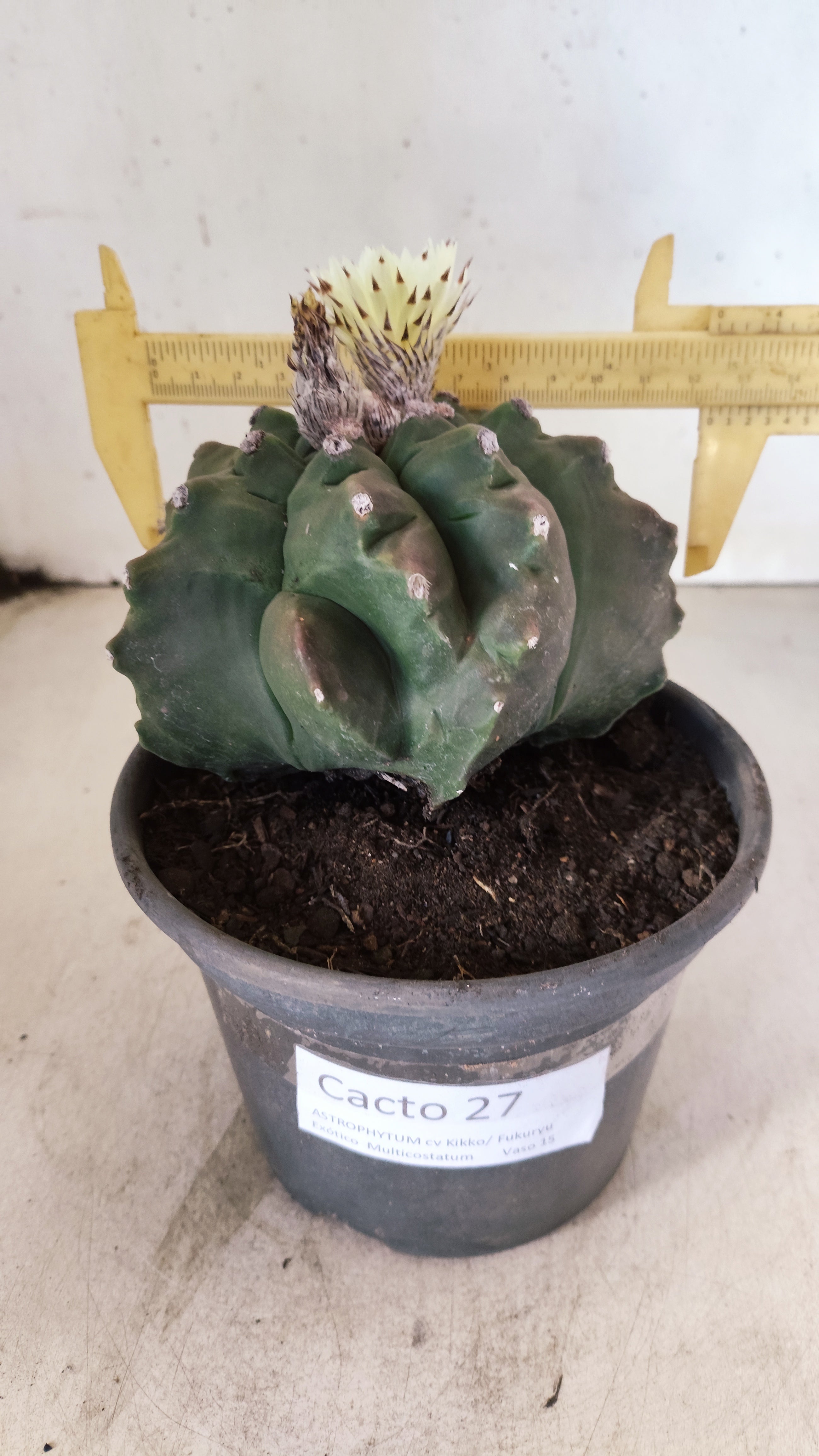 MATRIZ ASTROPHYTUM cv KIKKO "Exótico" Nº 27 – vaso 15