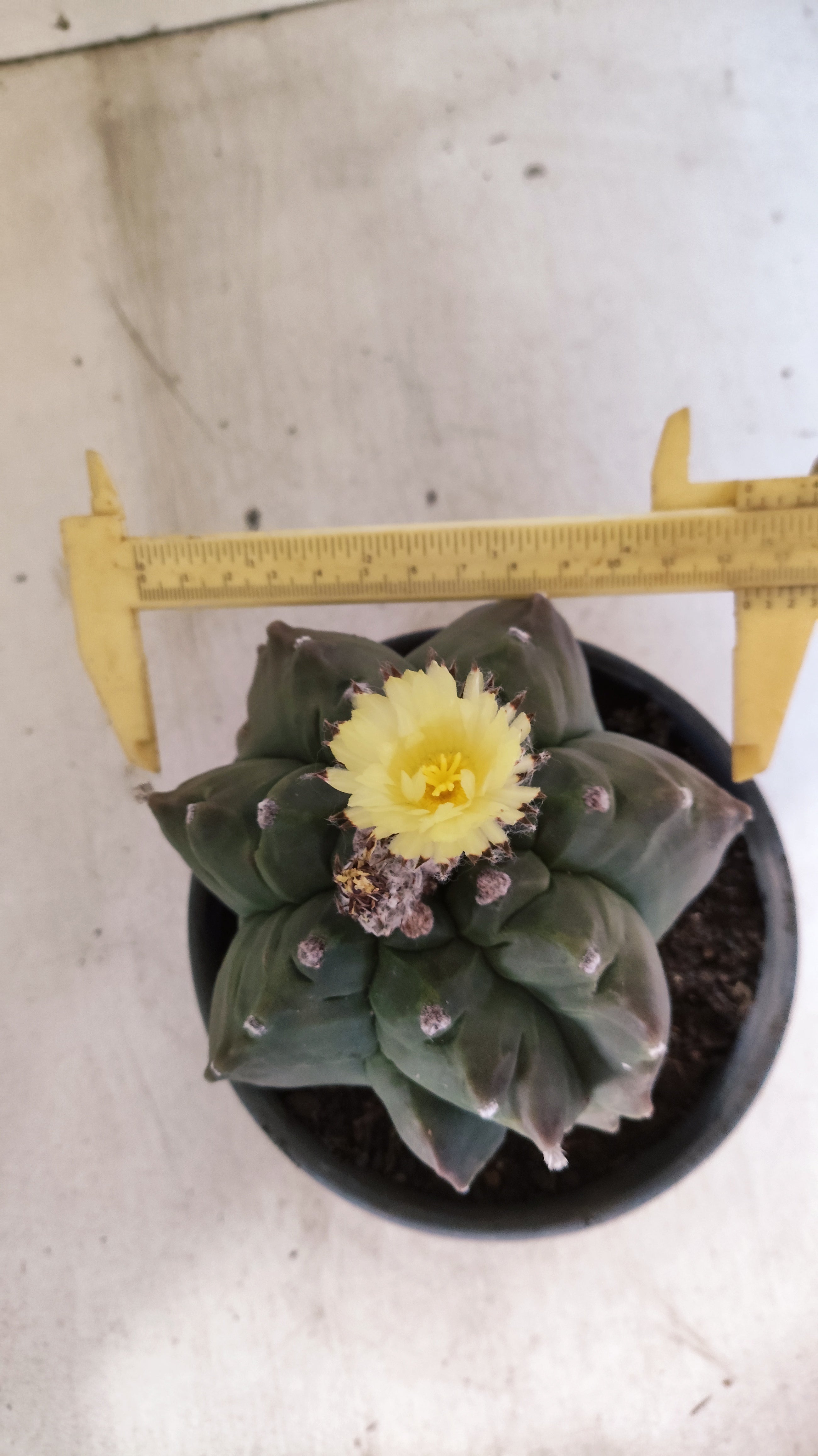 MATRIZ ASTROPHYTUM cv KIKKO "Exótico" Nº 27 – vaso 15