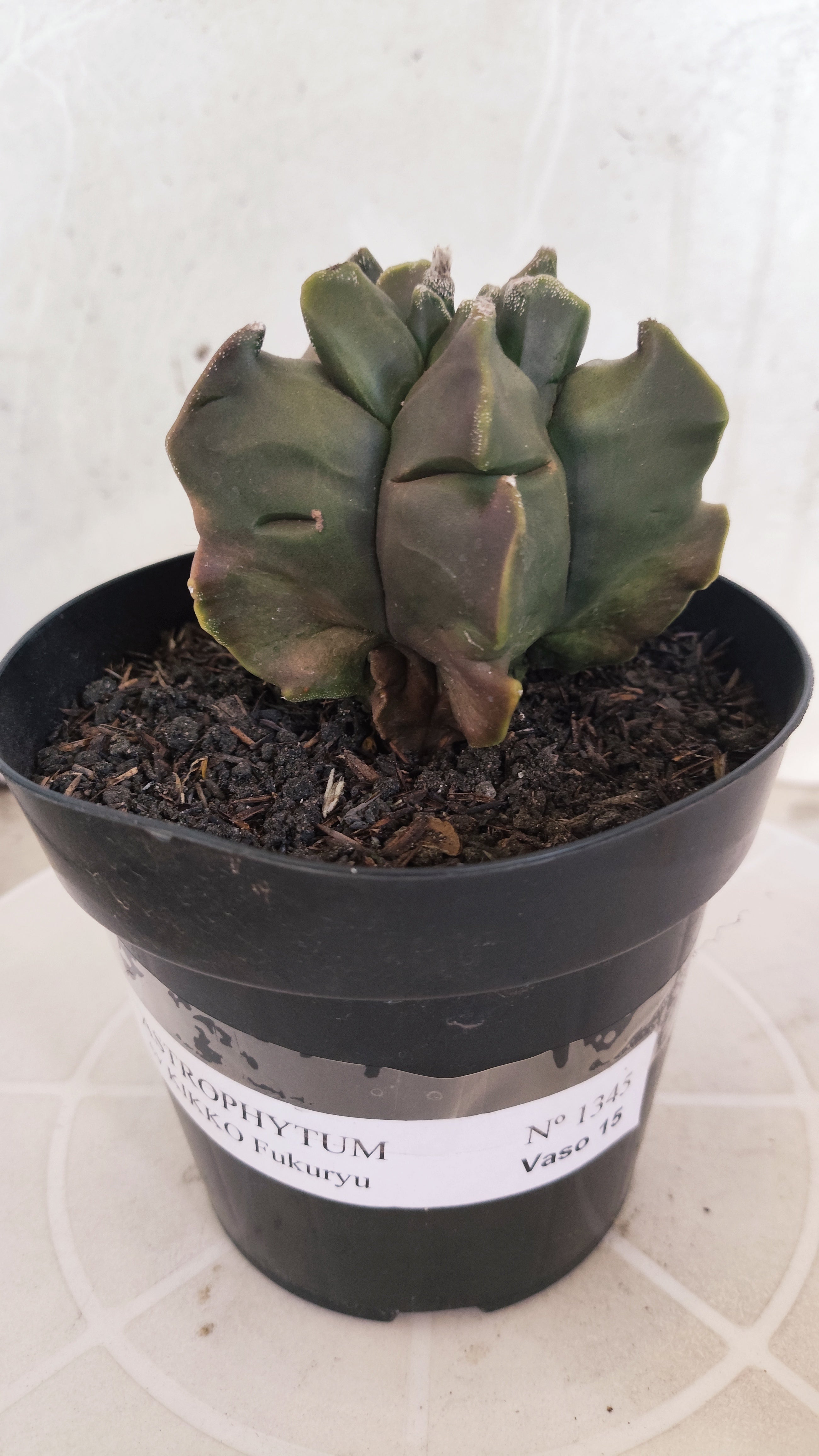 MATRIZ ASTROPHYTUM cv KIKKO "Fukuryu"  Nº 1345 – vaso 15