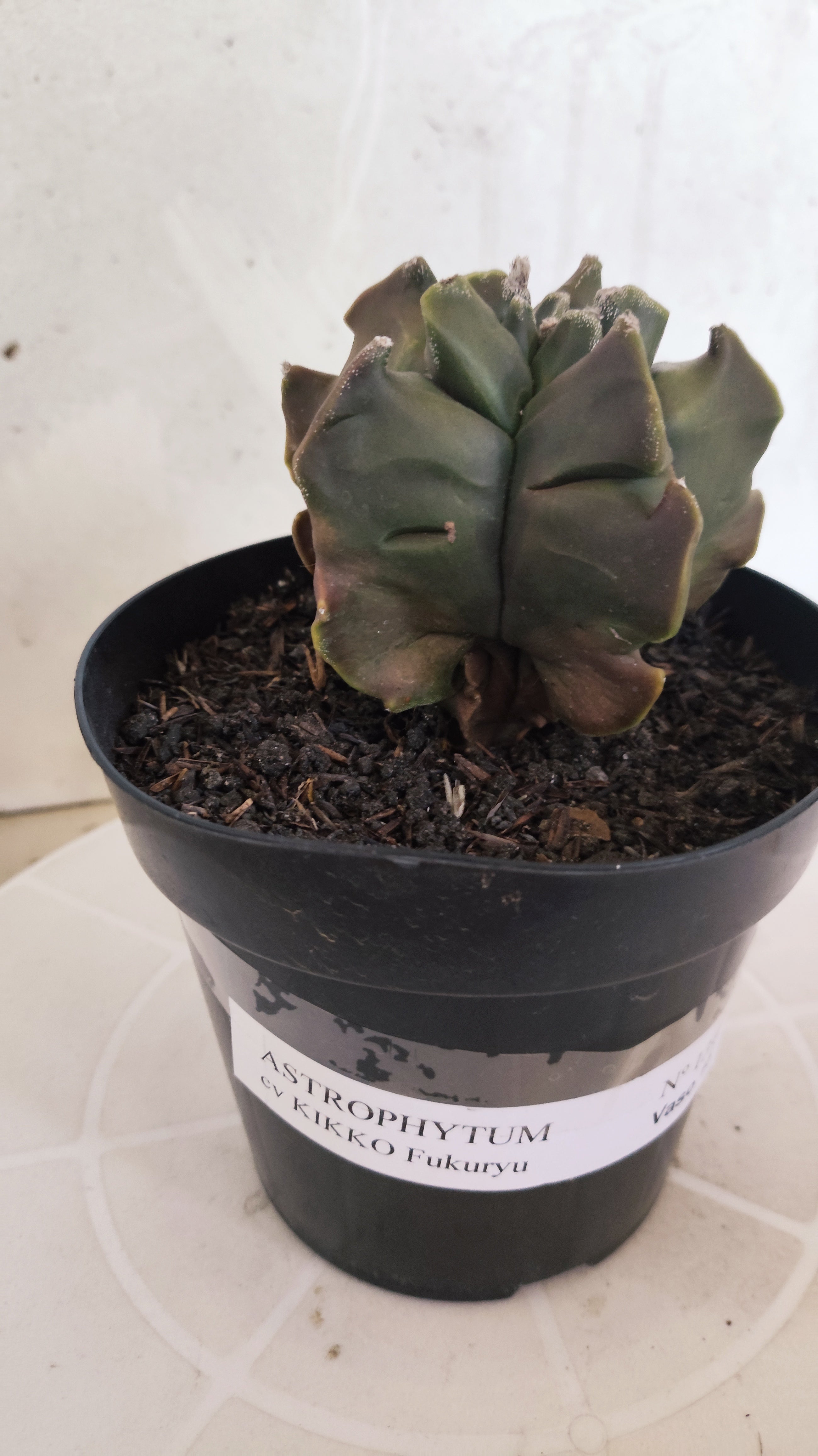 MATRIZ ASTROPHYTUM cv KIKKO "Fukuryu"  Nº 1345 – vaso 15