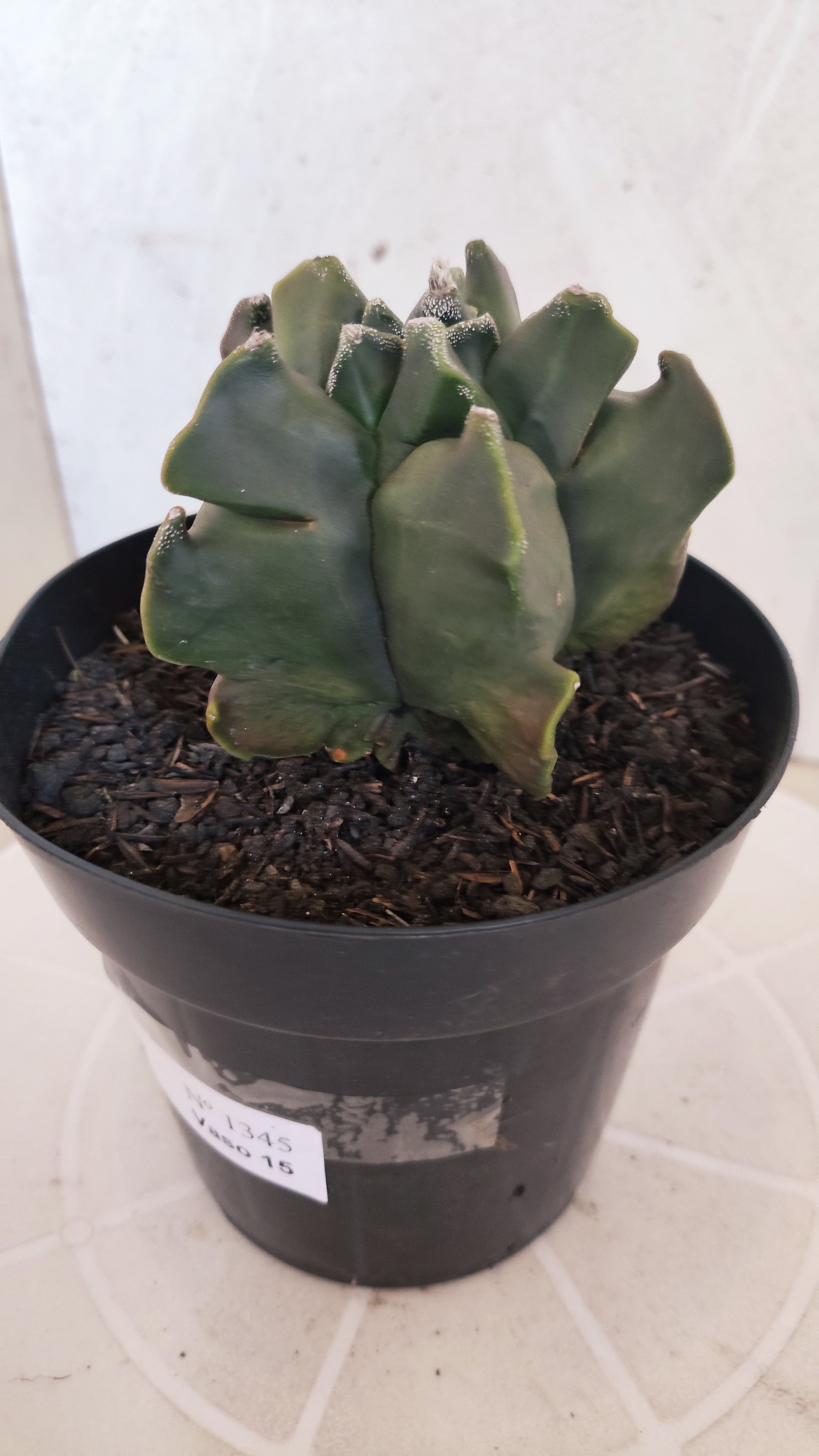 MATRIZ ASTROPHYTUM cv KIKKO "Fukuryu"  Nº 1345 – vaso 15