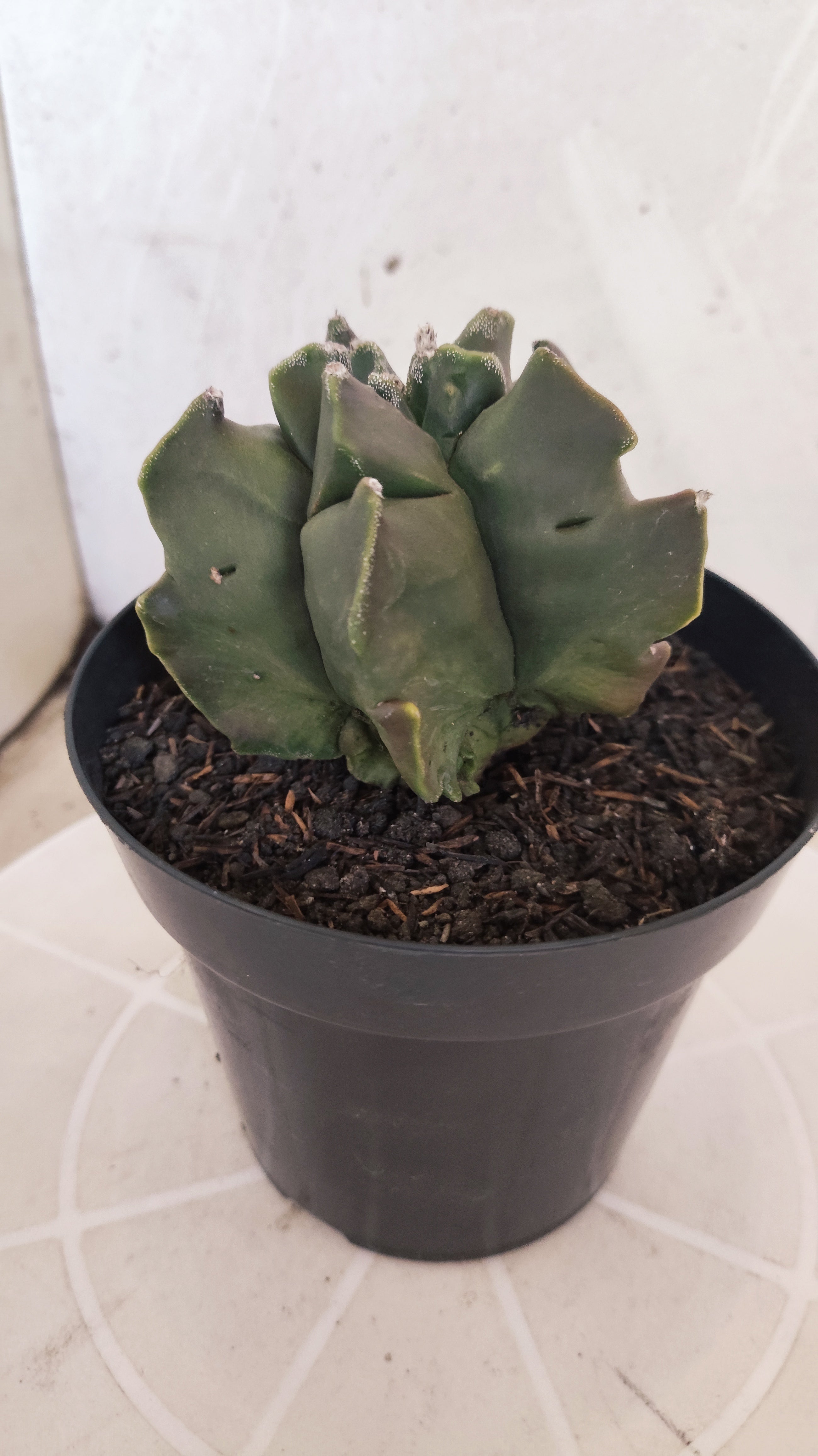 MATRIZ ASTROPHYTUM cv KIKKO "Fukuryu"  Nº 1345 – vaso 15
