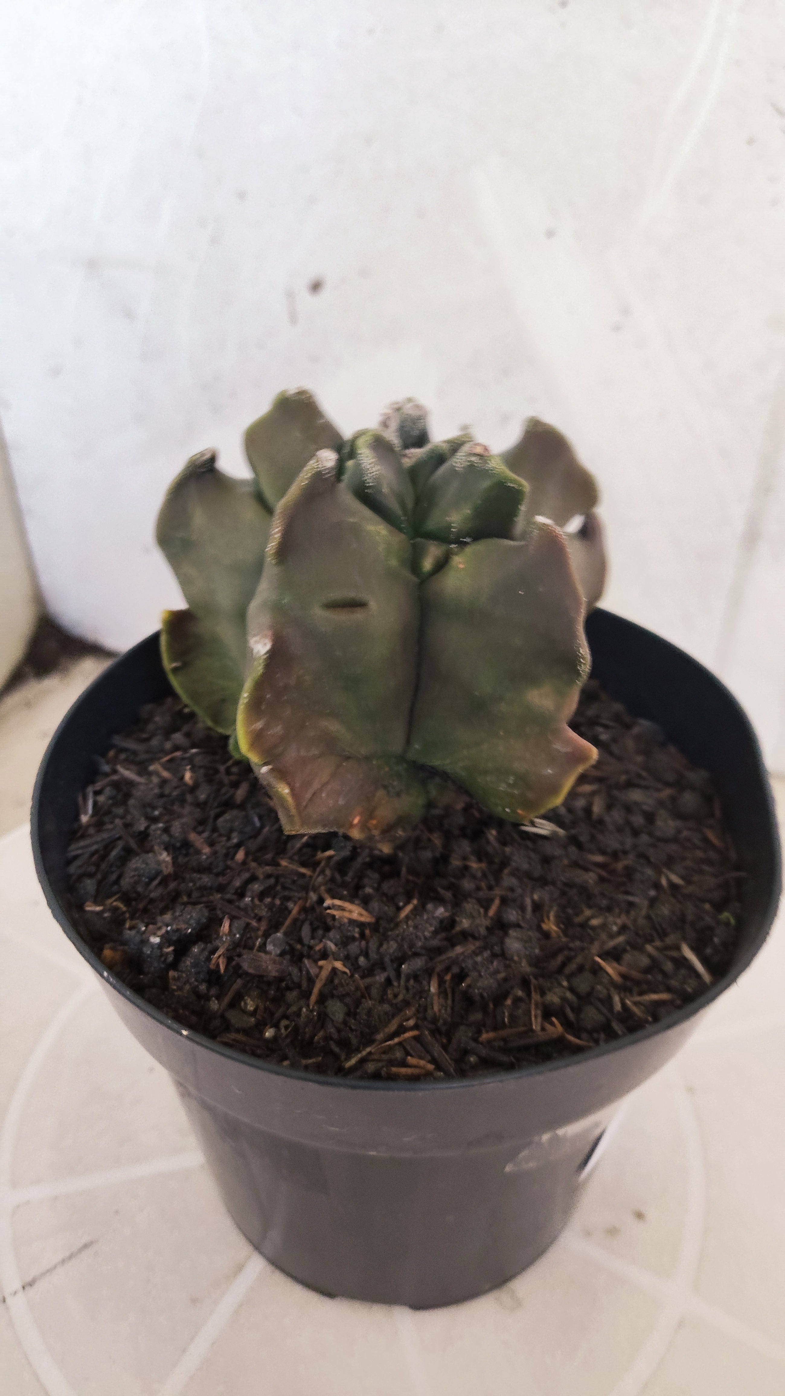 MATRIZ ASTROPHYTUM cv KIKKO "Fukuryu"  Nº 1345 – vaso 15