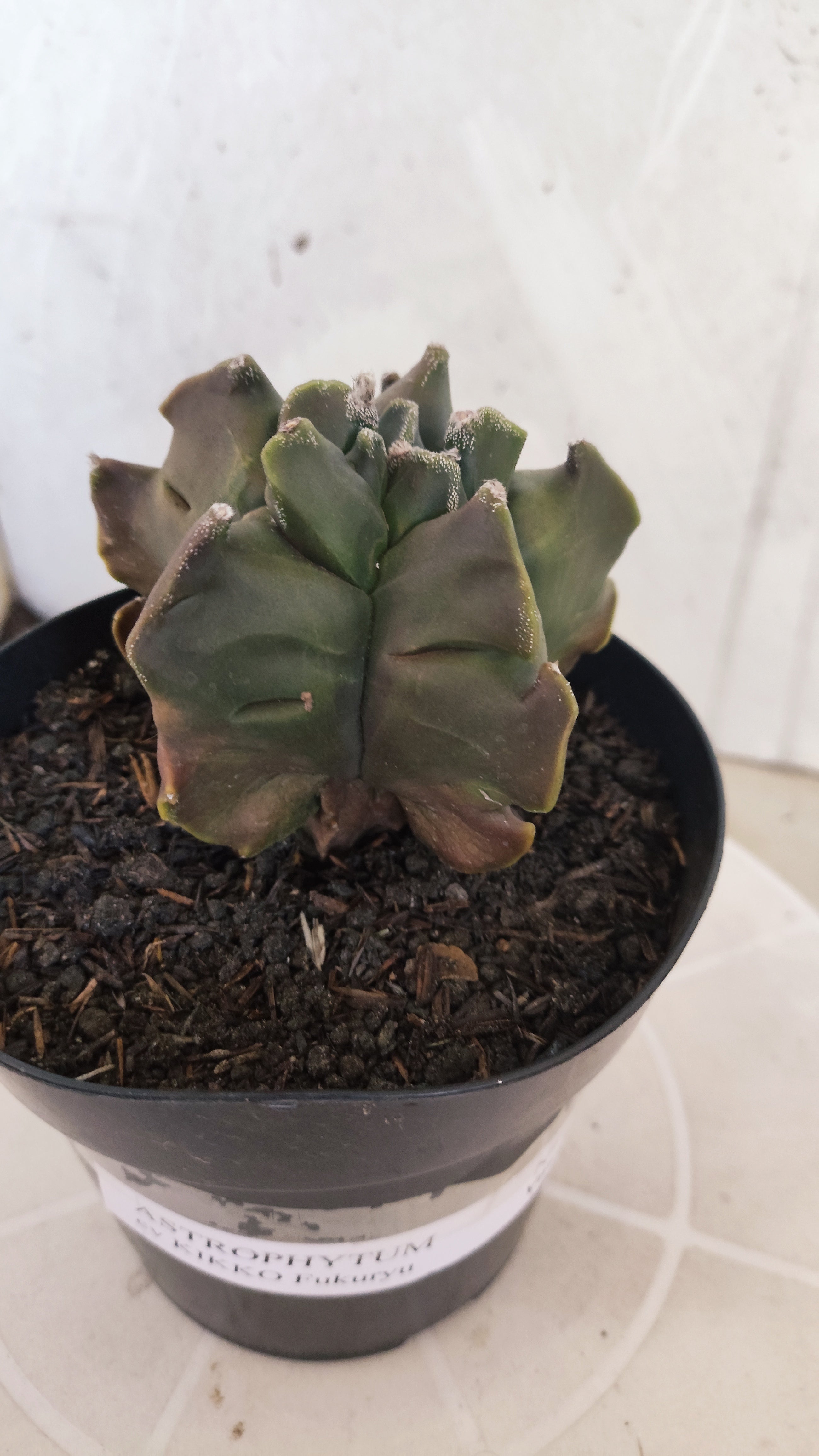 MATRIZ ASTROPHYTUM cv KIKKO "Fukuryu"  Nº 1345 – vaso 15