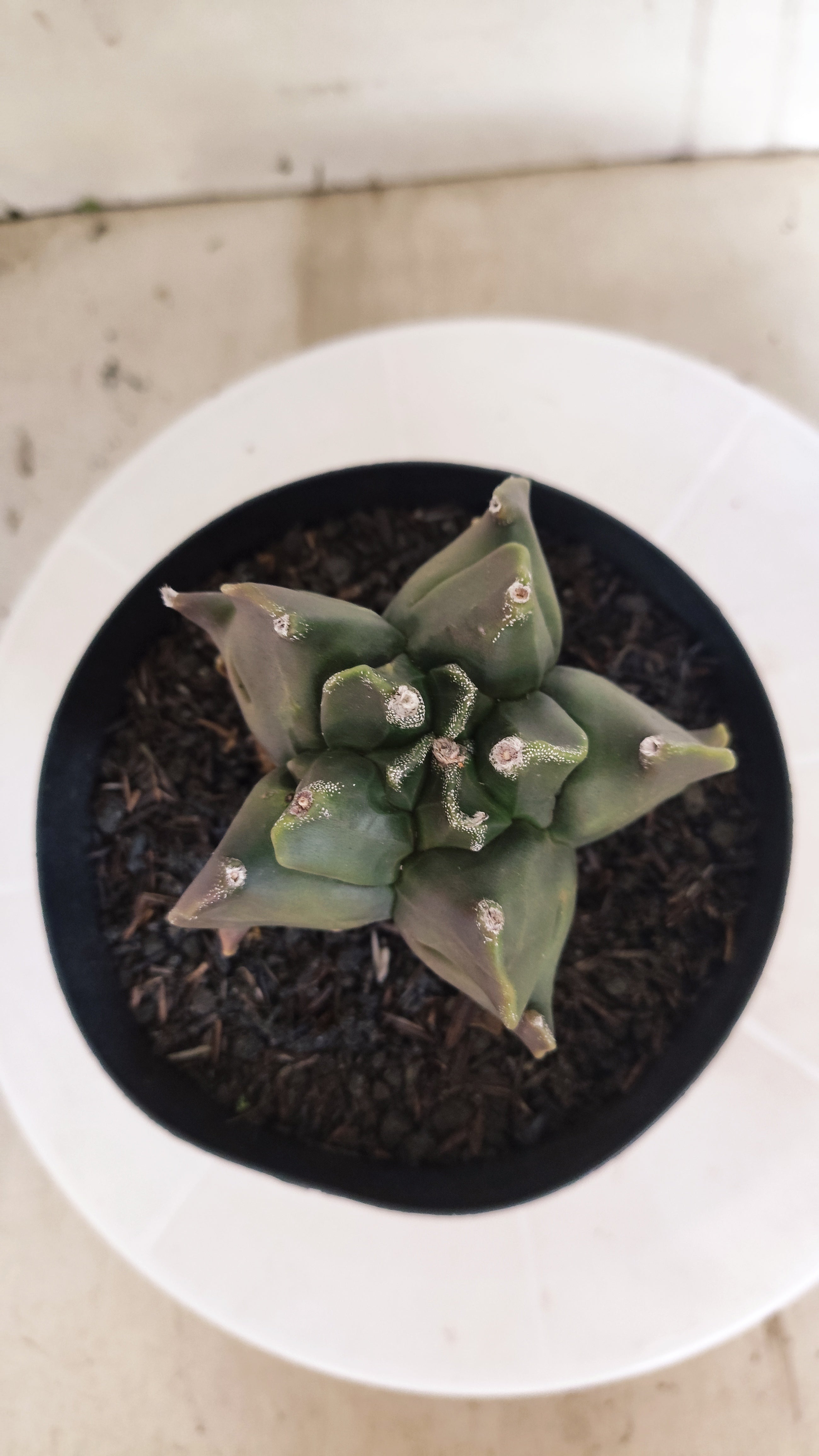 MATRIZ ASTROPHYTUM cv KIKKO "Fukuryu"  Nº 1345 – vaso 15