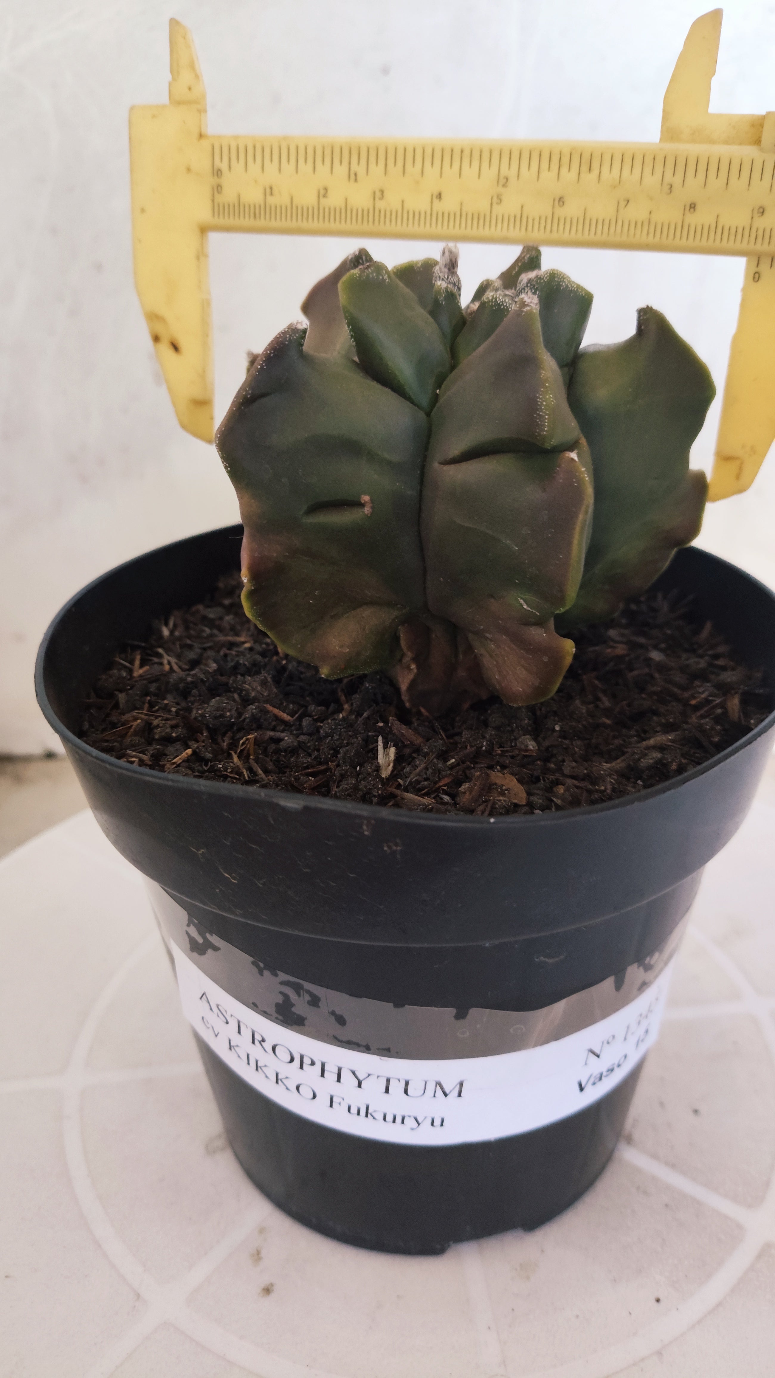 MATRIZ ASTROPHYTUM cv KIKKO "Fukuryu"  Nº 1345 – vaso 15