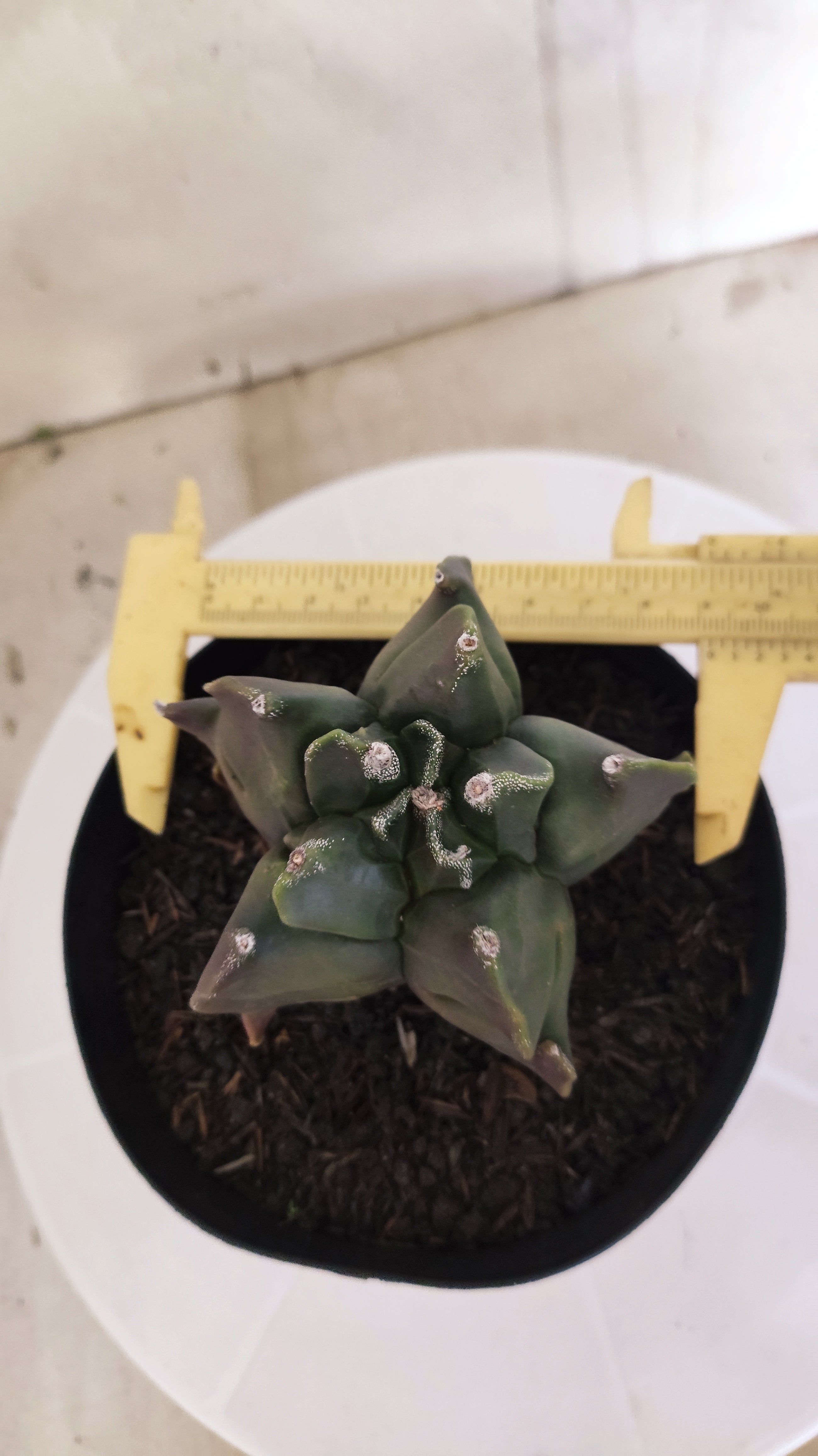 MATRIZ ASTROPHYTUM cv KIKKO "Fukuryu"  Nº 1345 – vaso 15